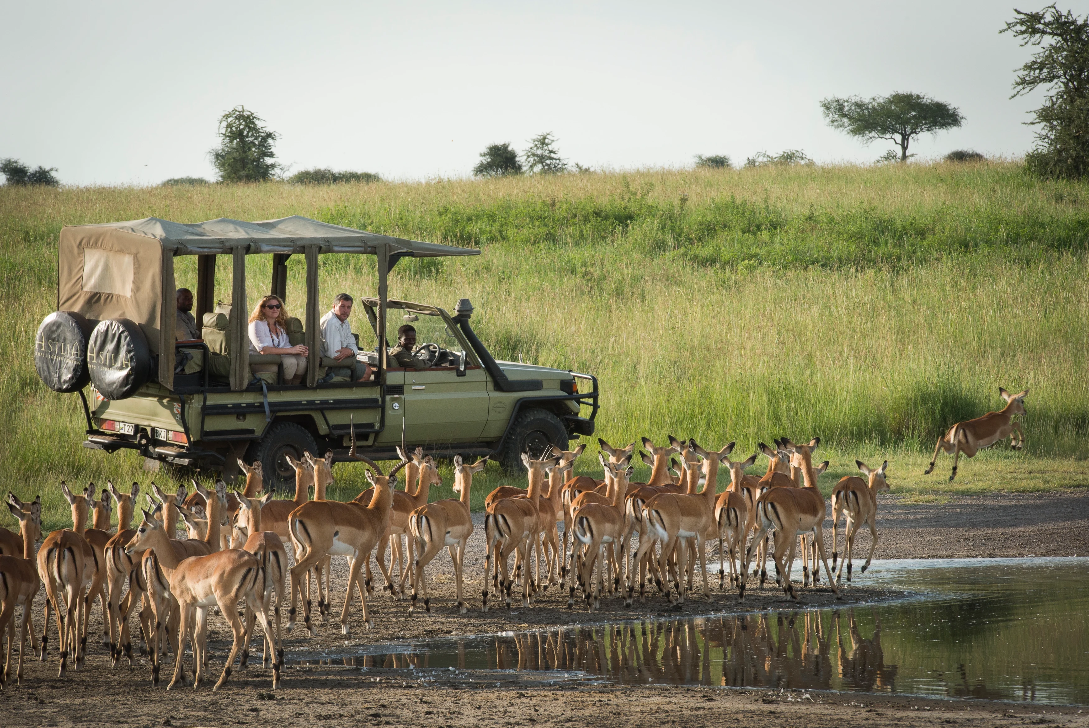 TZ - Dunia Camp - game drive-1.webp