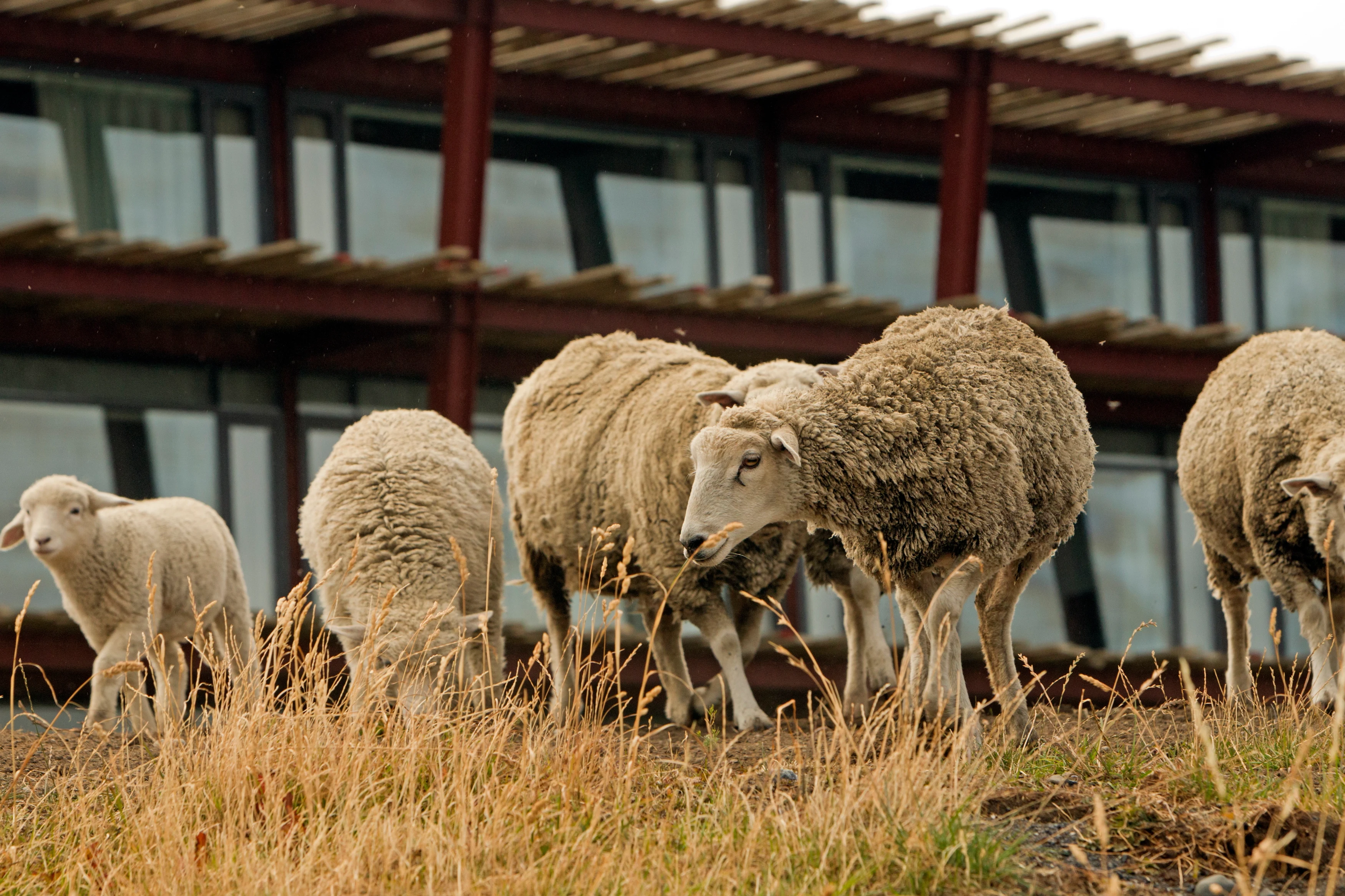 CL -  accommodatie -The Singular Patagonia - Sheep.webp
