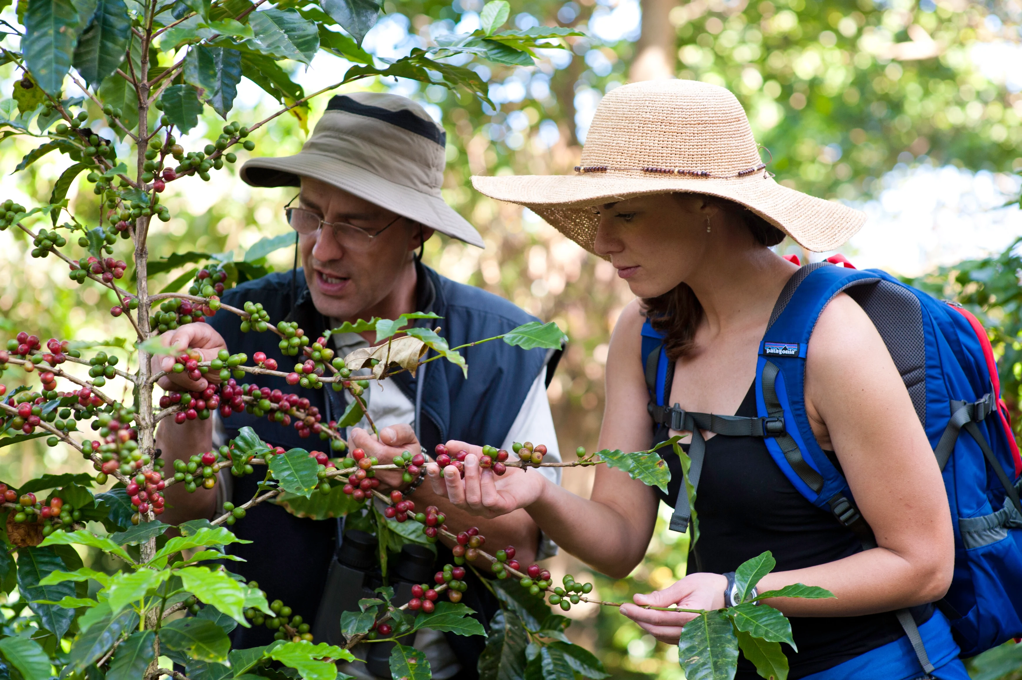 CR- Finca Rosa Blanca-Guest picking coffee tour.webp