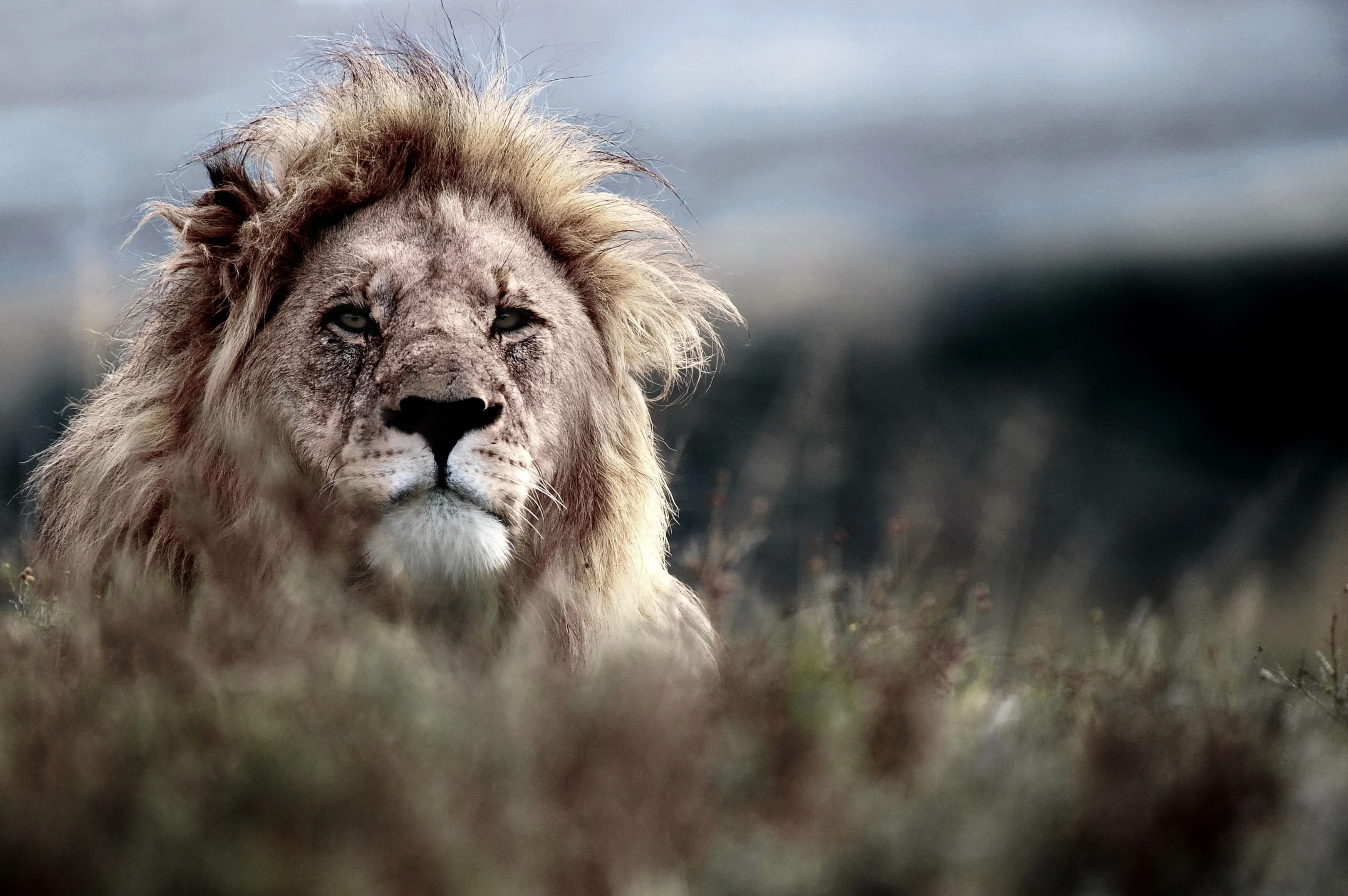 ZA-Shamwari Bayethe Tented Lodge Lion.webp