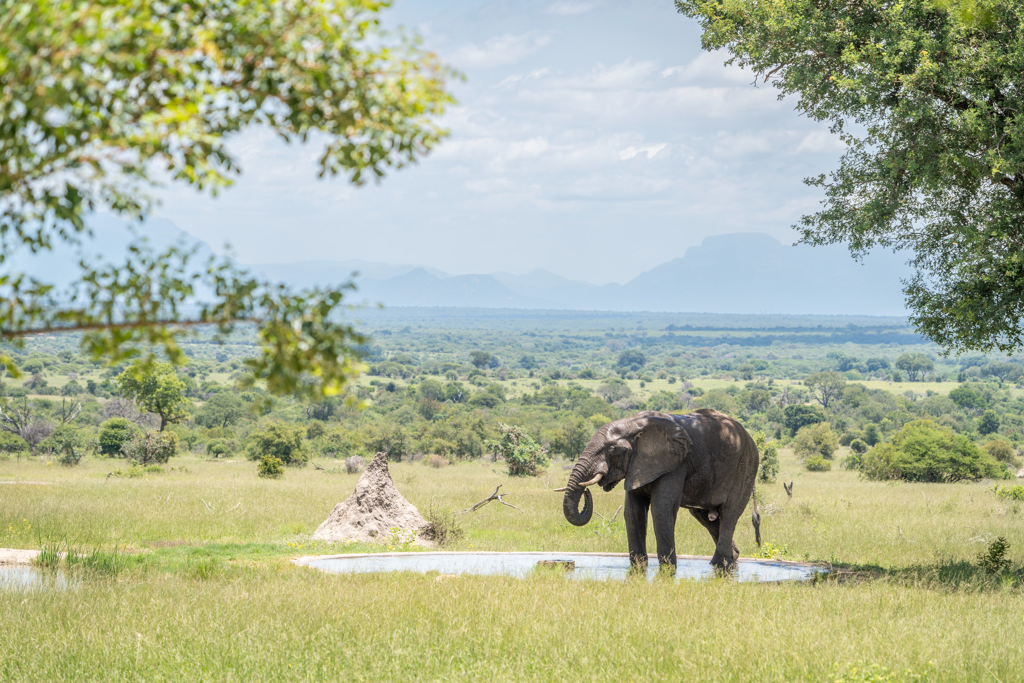 ZA-Walkers Plains - Olifant bij Waterhole.jpg