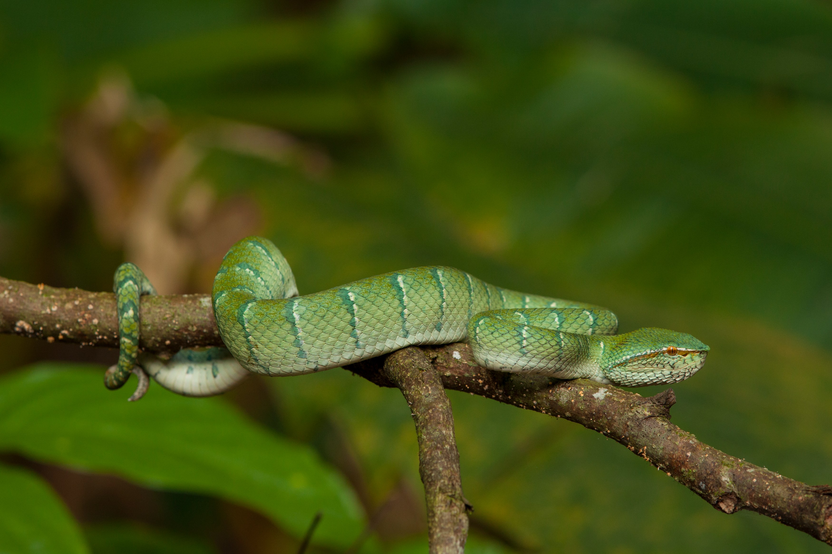 MY-Sabah- snake (2).jpg