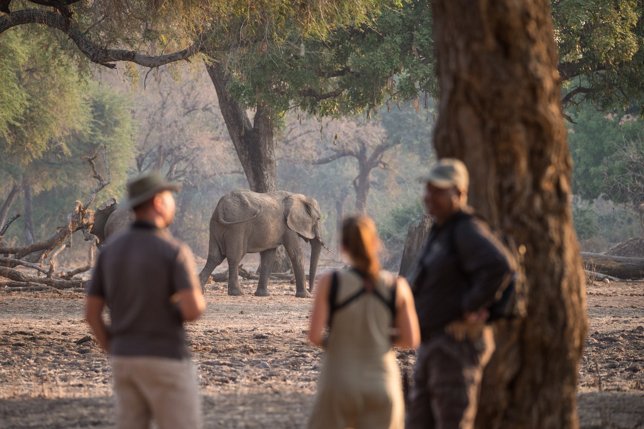 ZW-Chikwenya-walking safari.jpg