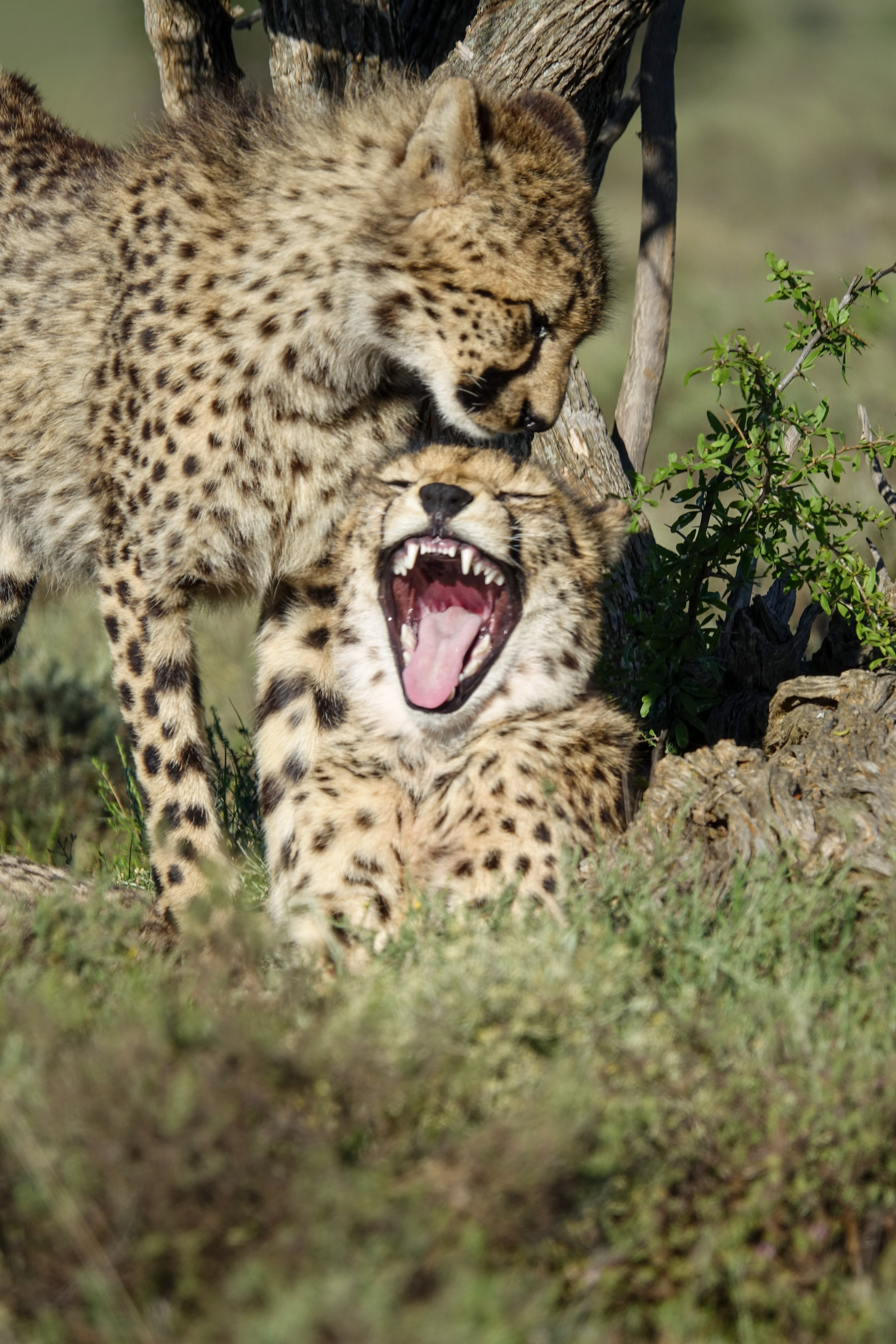 ZA - Evelyn - Studiereis 2026 - Samara Karoo Reserve - welke past het best bij de blog (6).jpg