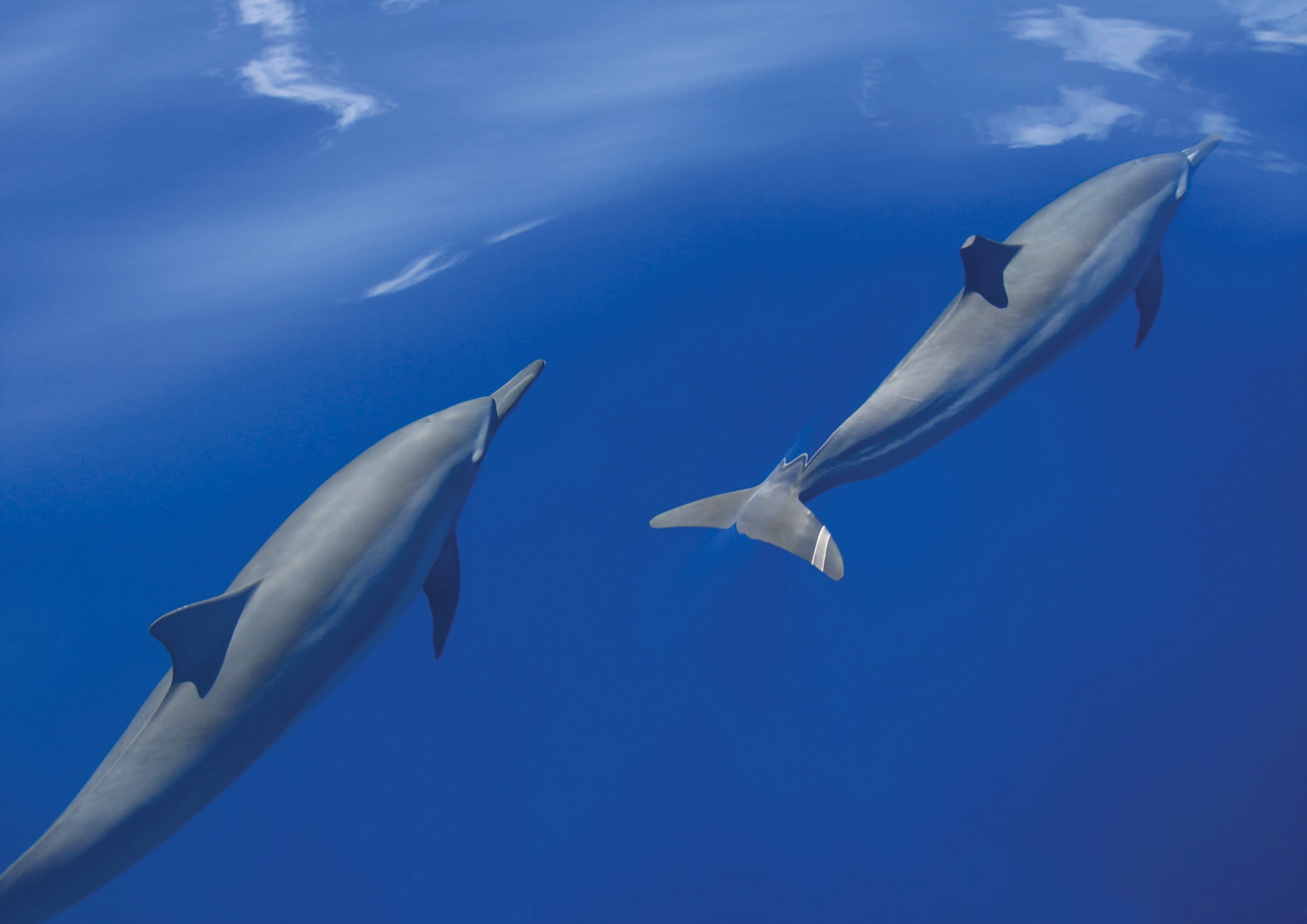MV - Gili Lankanfushi - Dolphins.webp
