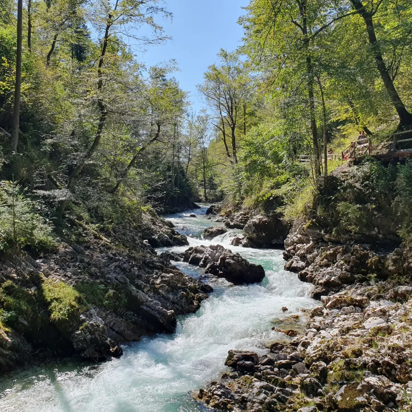 SI-studiereis-Slovenië-Vintgar Gorge 4.webp