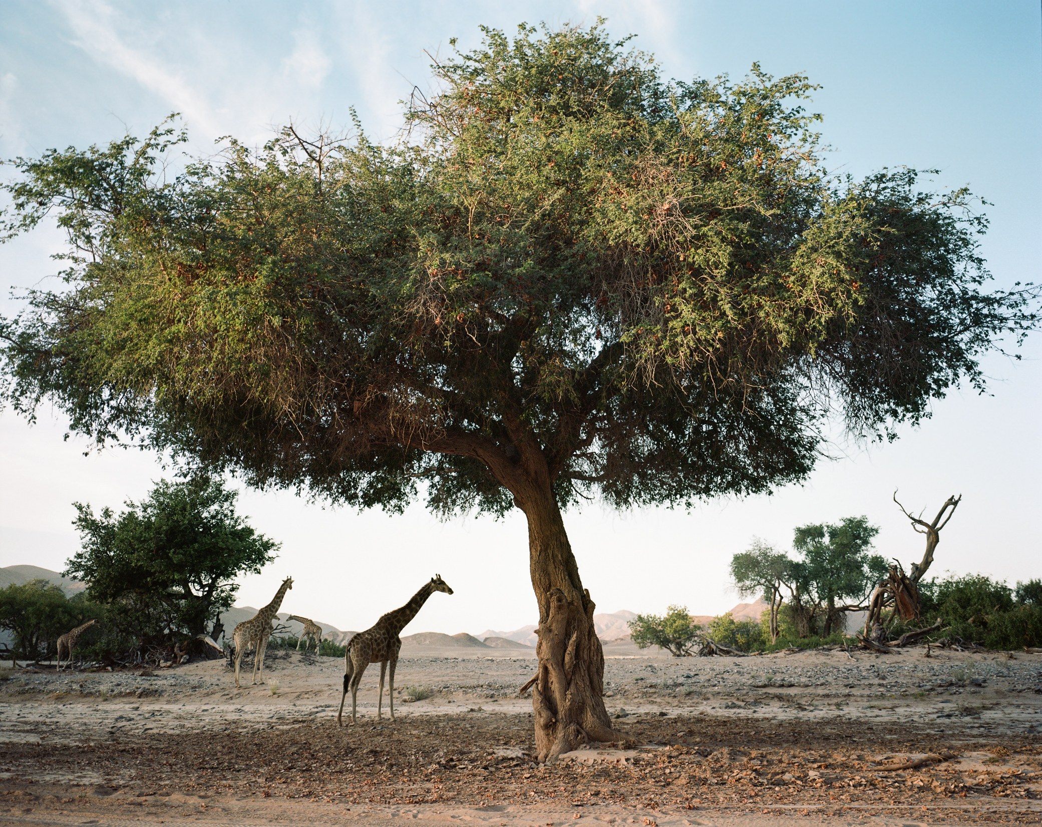 NA - Hoanib Valley Camp - Giraffe & dawn sunlight.jpg