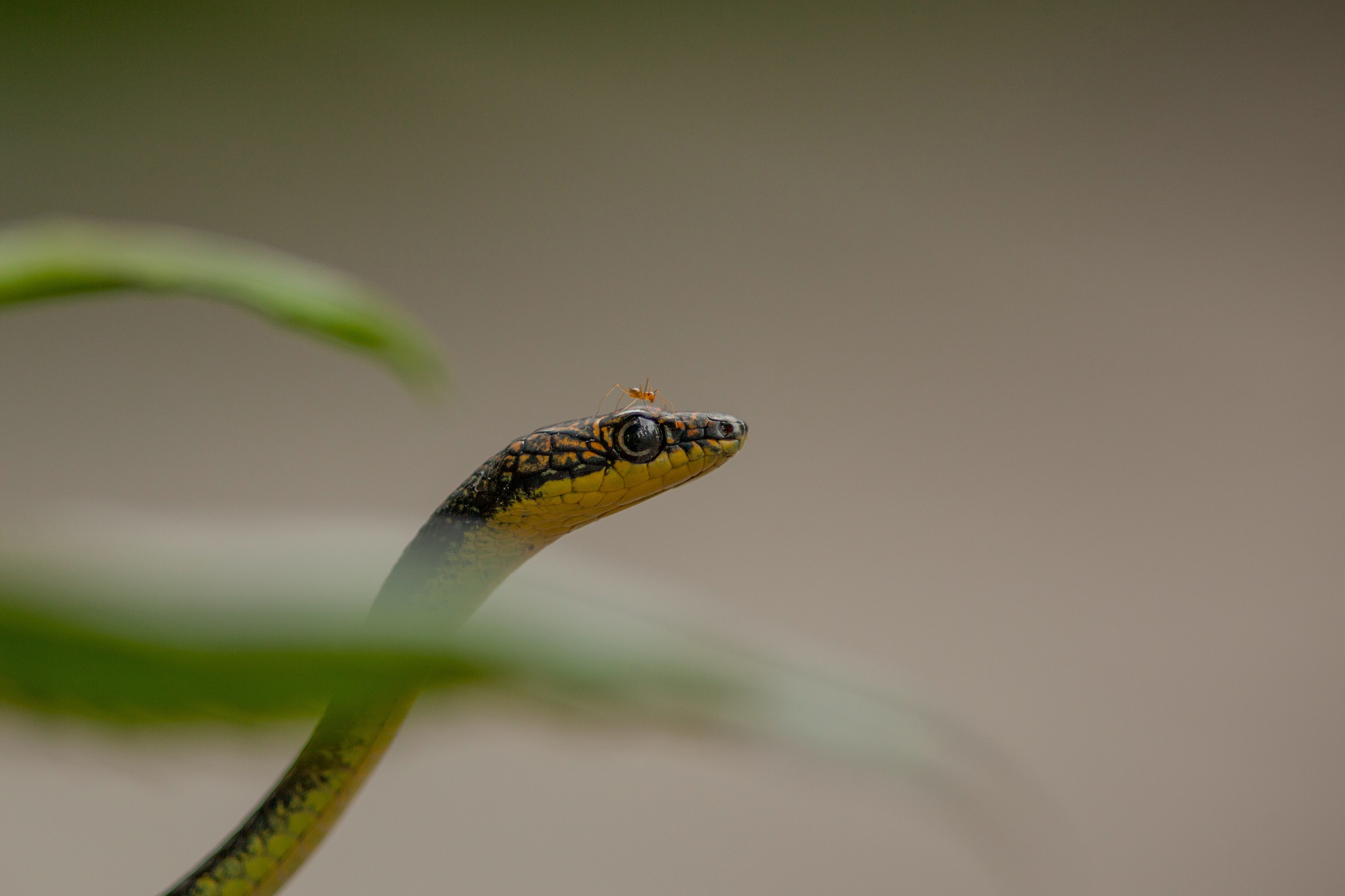 MY-Sabah- snake.jpg