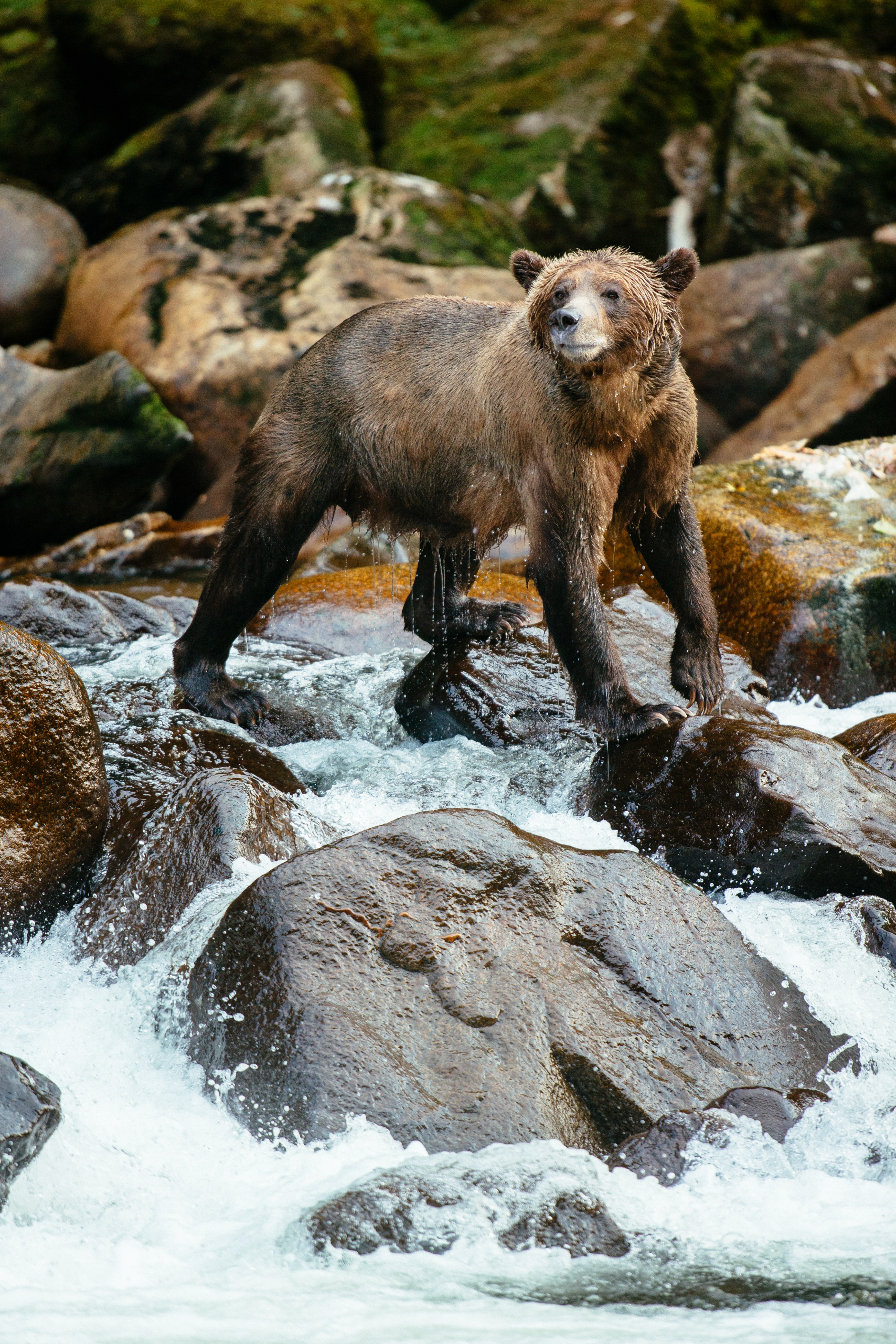 CA-Nimmo Bay-Bear.jpg