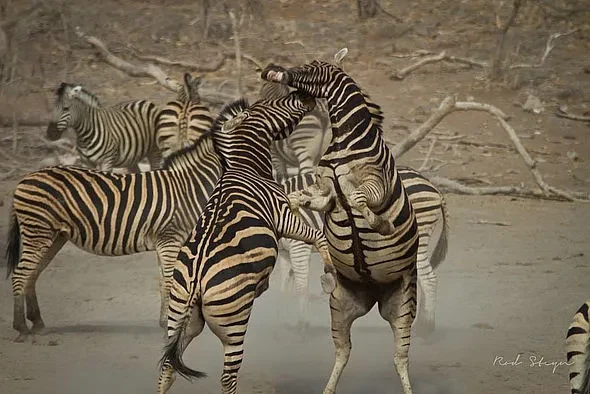 ZA-Jamala_Madikwe_-_Wildlife.webp