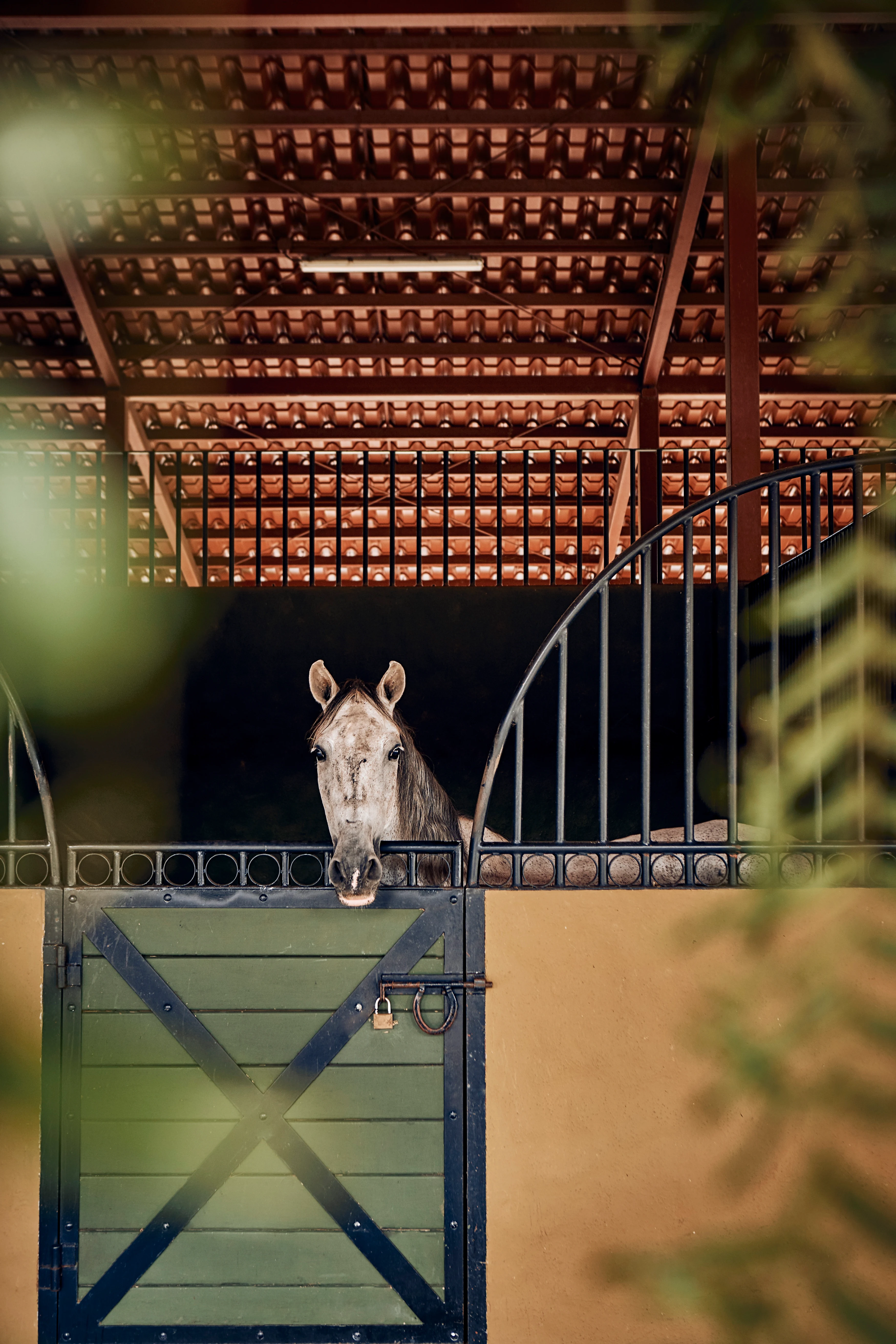 CR-Hacienda Alta Gracia-Horses Equine Experience (2).webp