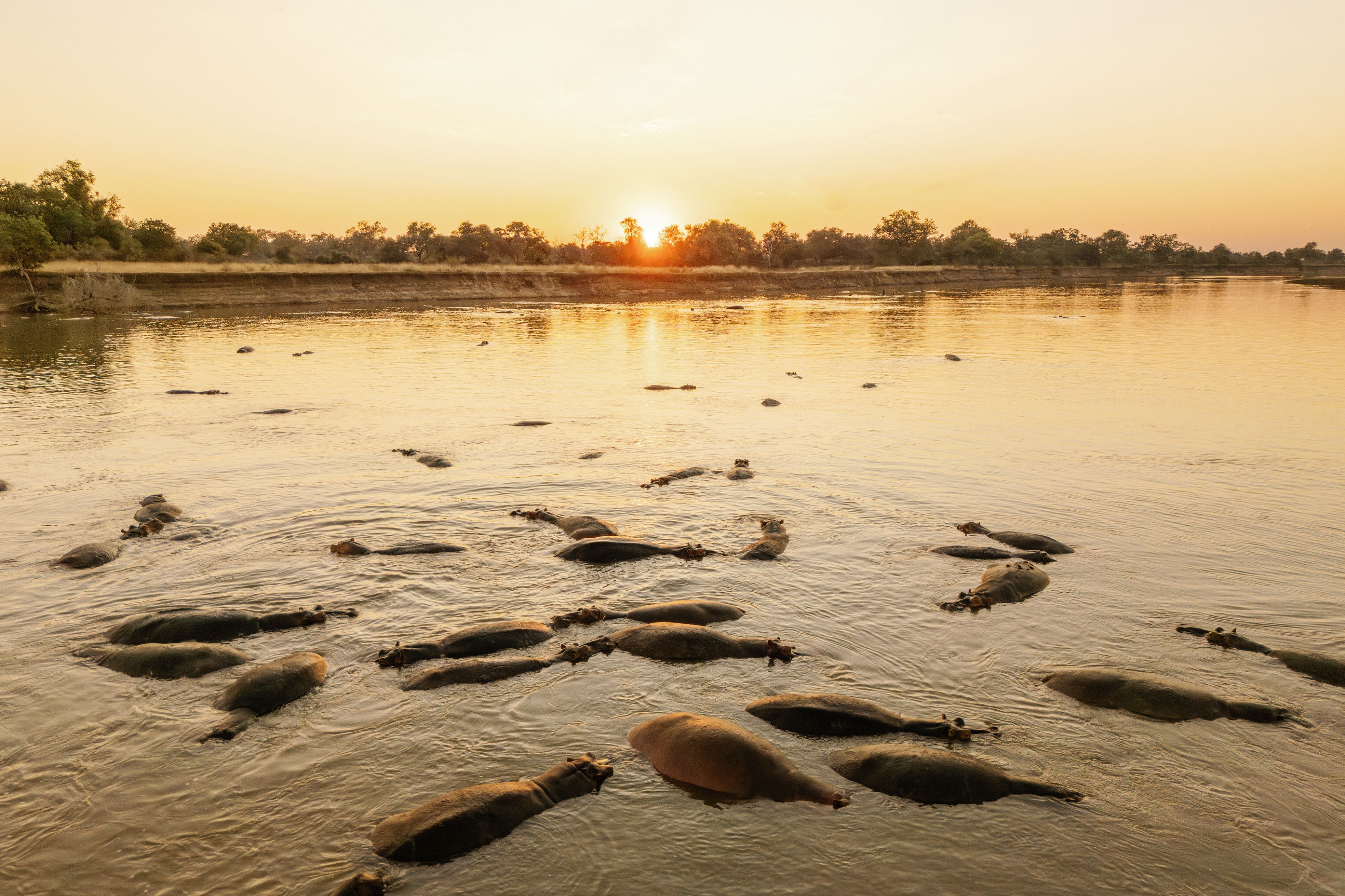 ZM-Time+Tide-Kakuli-©Oliver-Fly-Photography-hippos.jpg