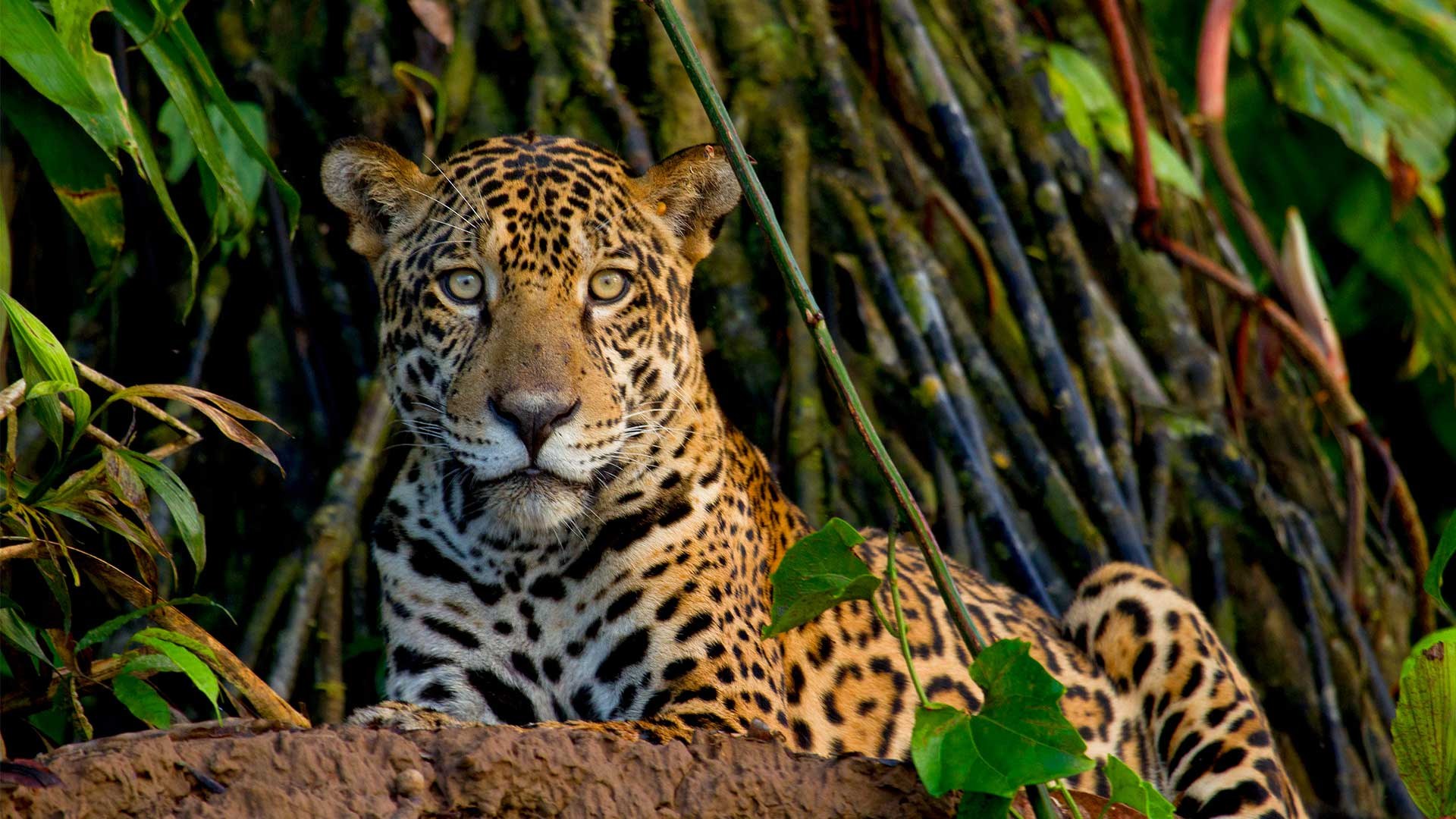 PE-Tambopata-research-center- Jaguar Search.jpg
