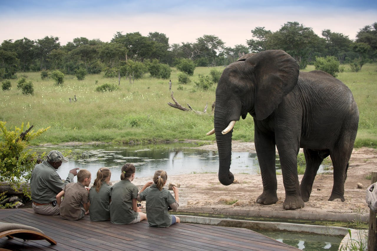 ZW - Somalisa Acacia - Elephant-1.jpg