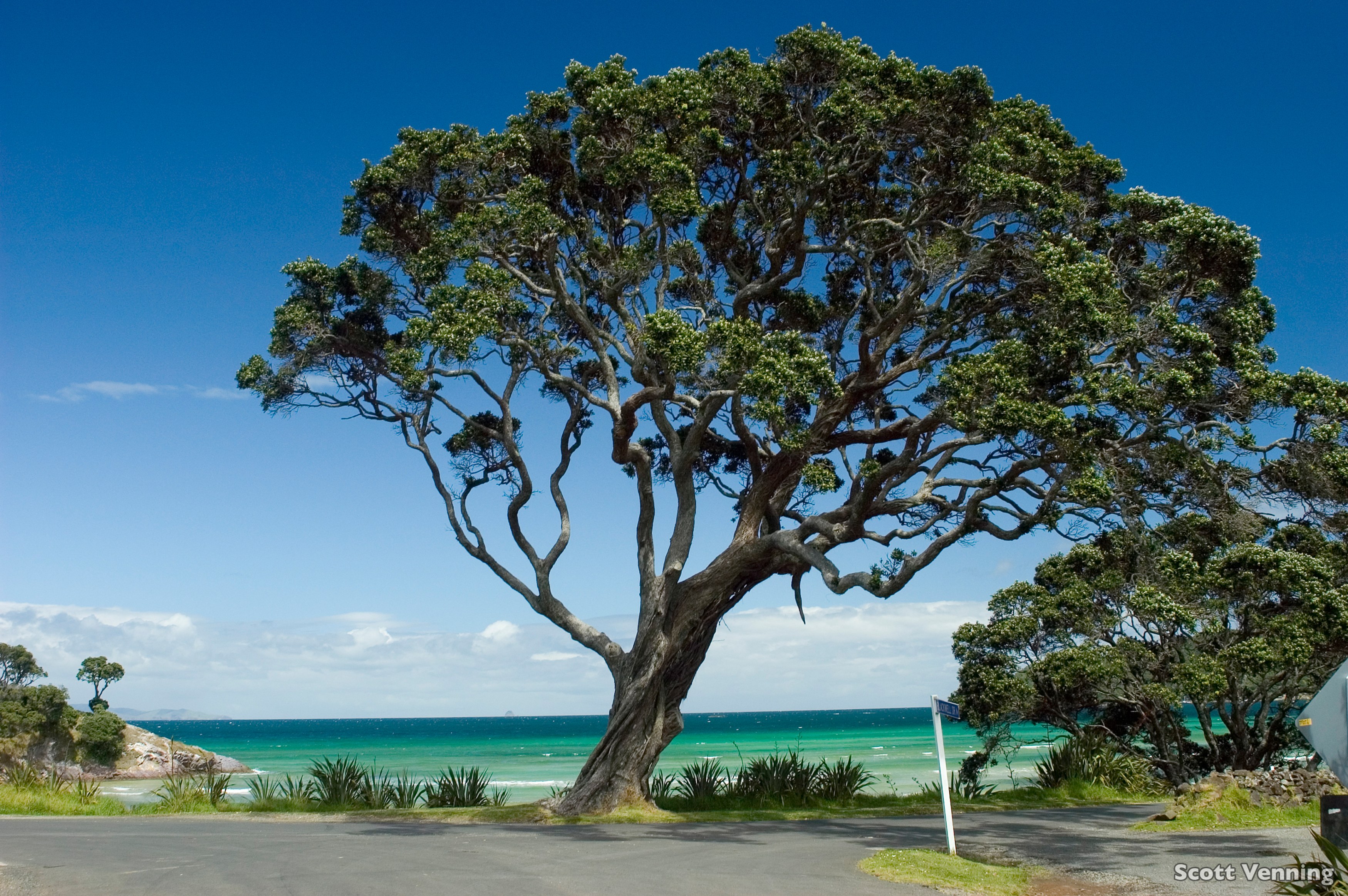 NZ - Auckland Harbour tree.jpg