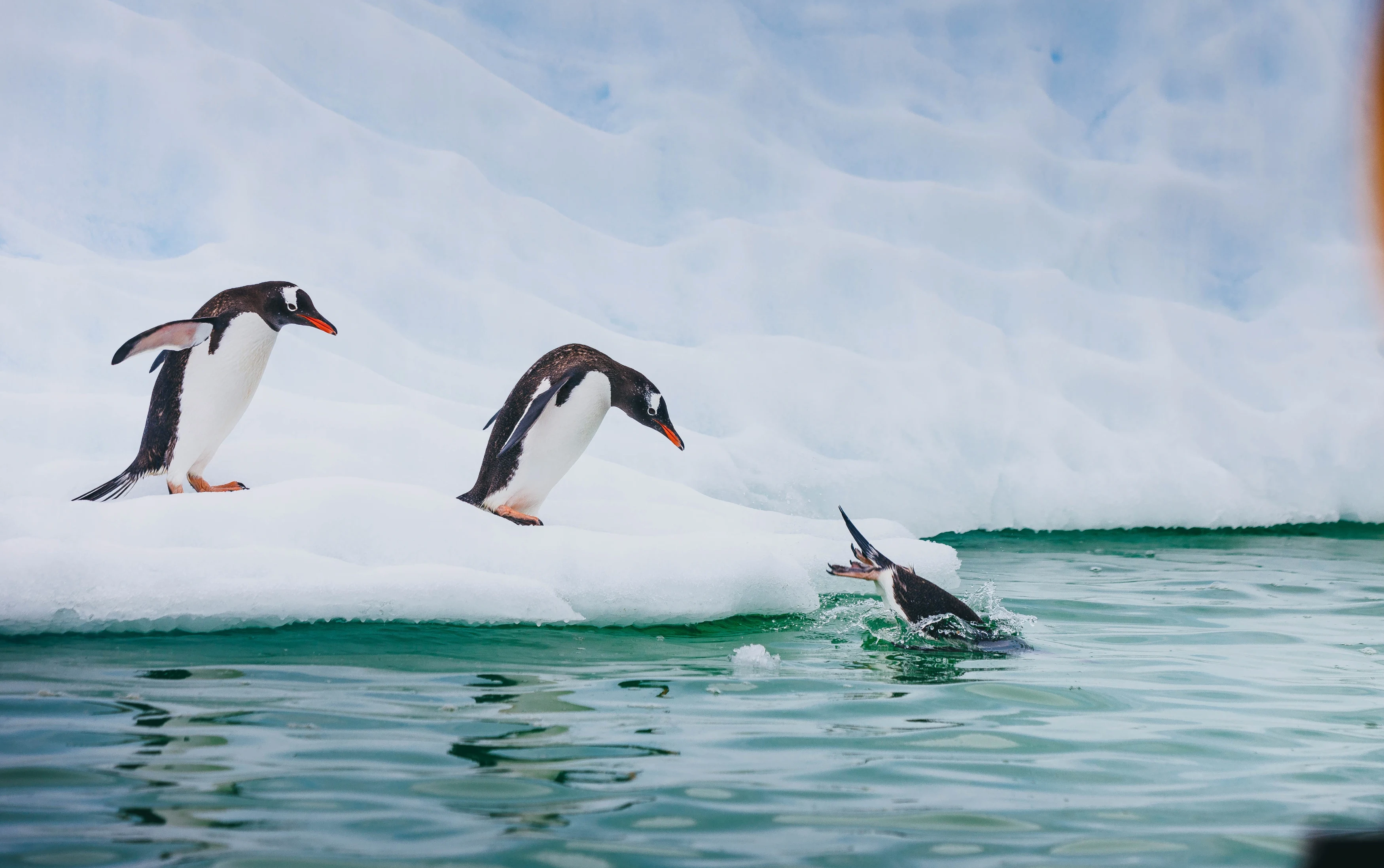 AQ-Antarctica21-pinguins.webp