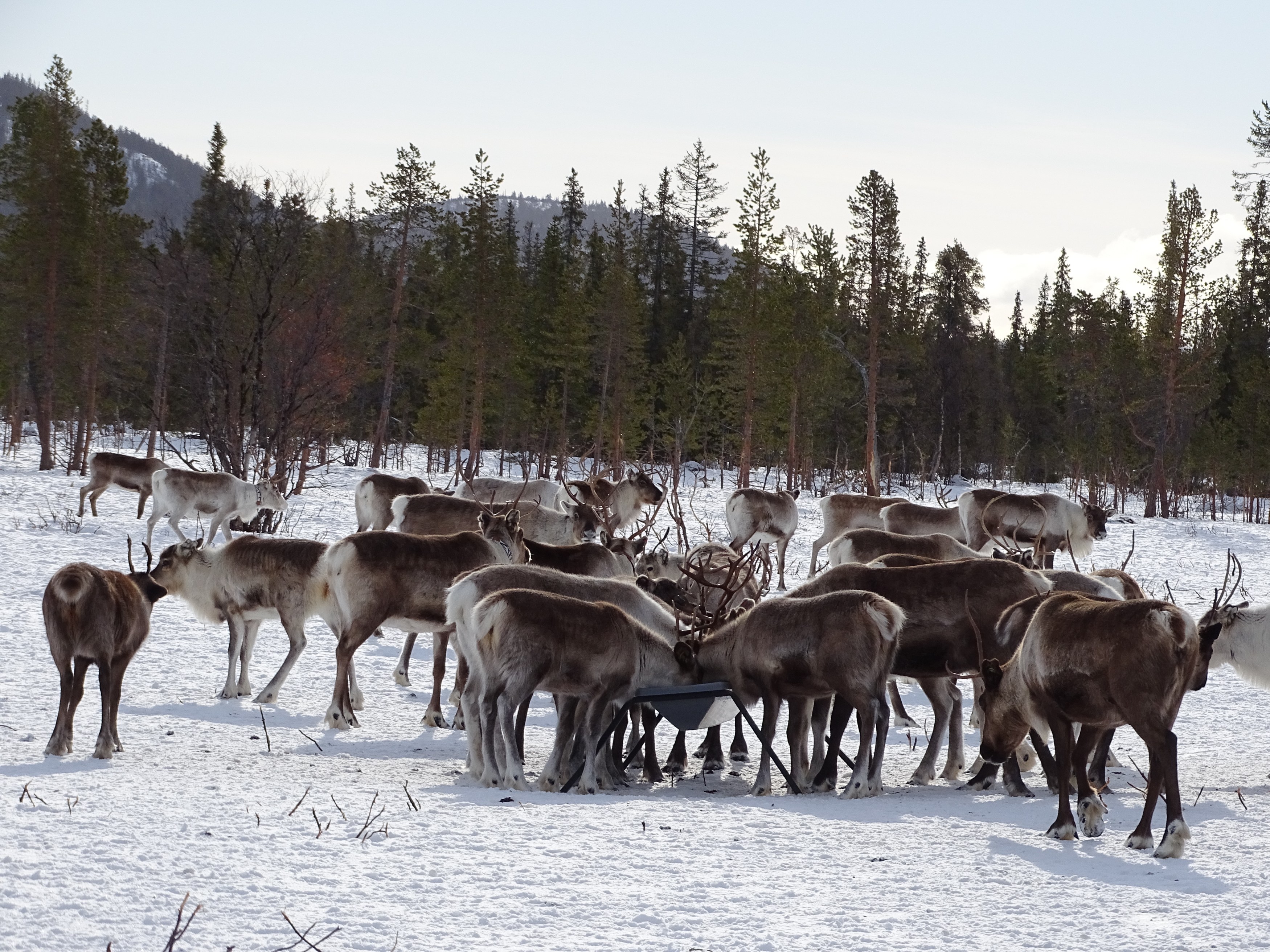 SE - Sapmi Nature Camp .jpg