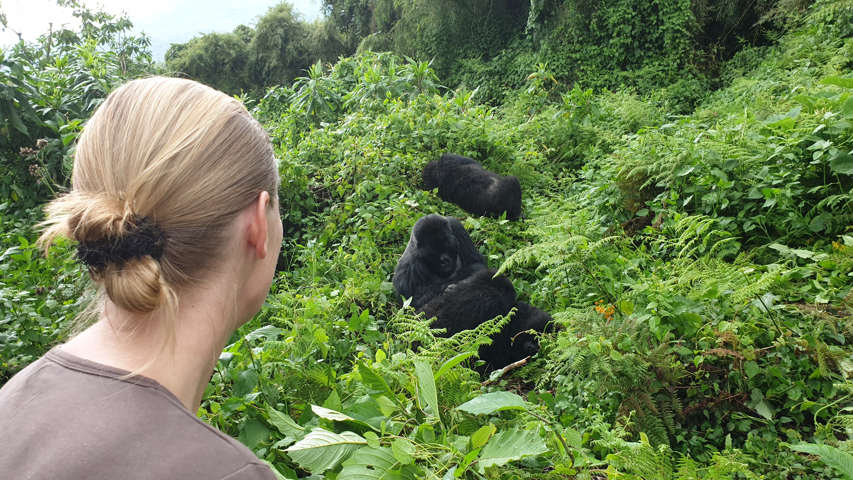 RW-Volcanoes NP-gorillatrekking.jpg