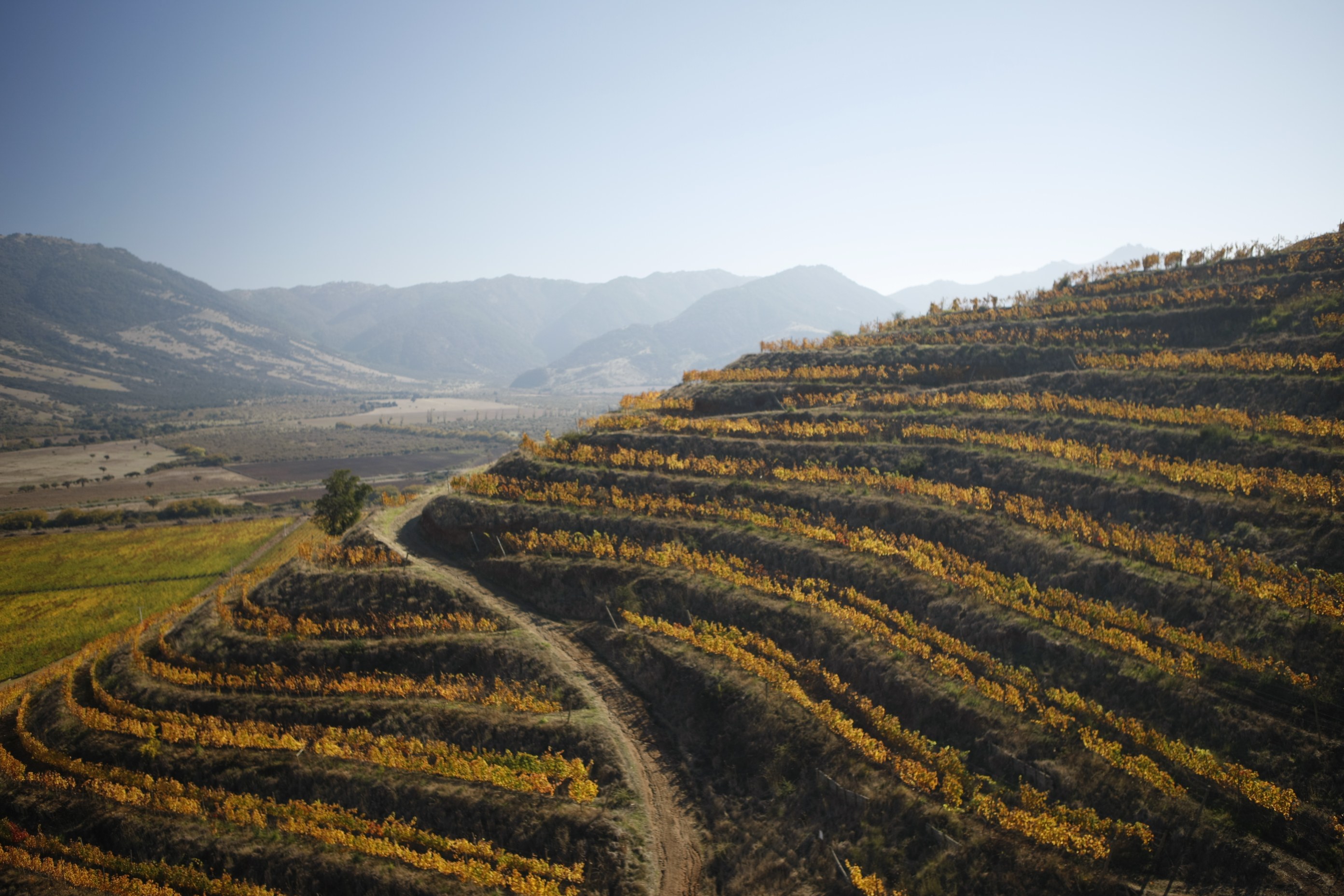 CL - Centraal Colchagua valley - vineyards.jpg