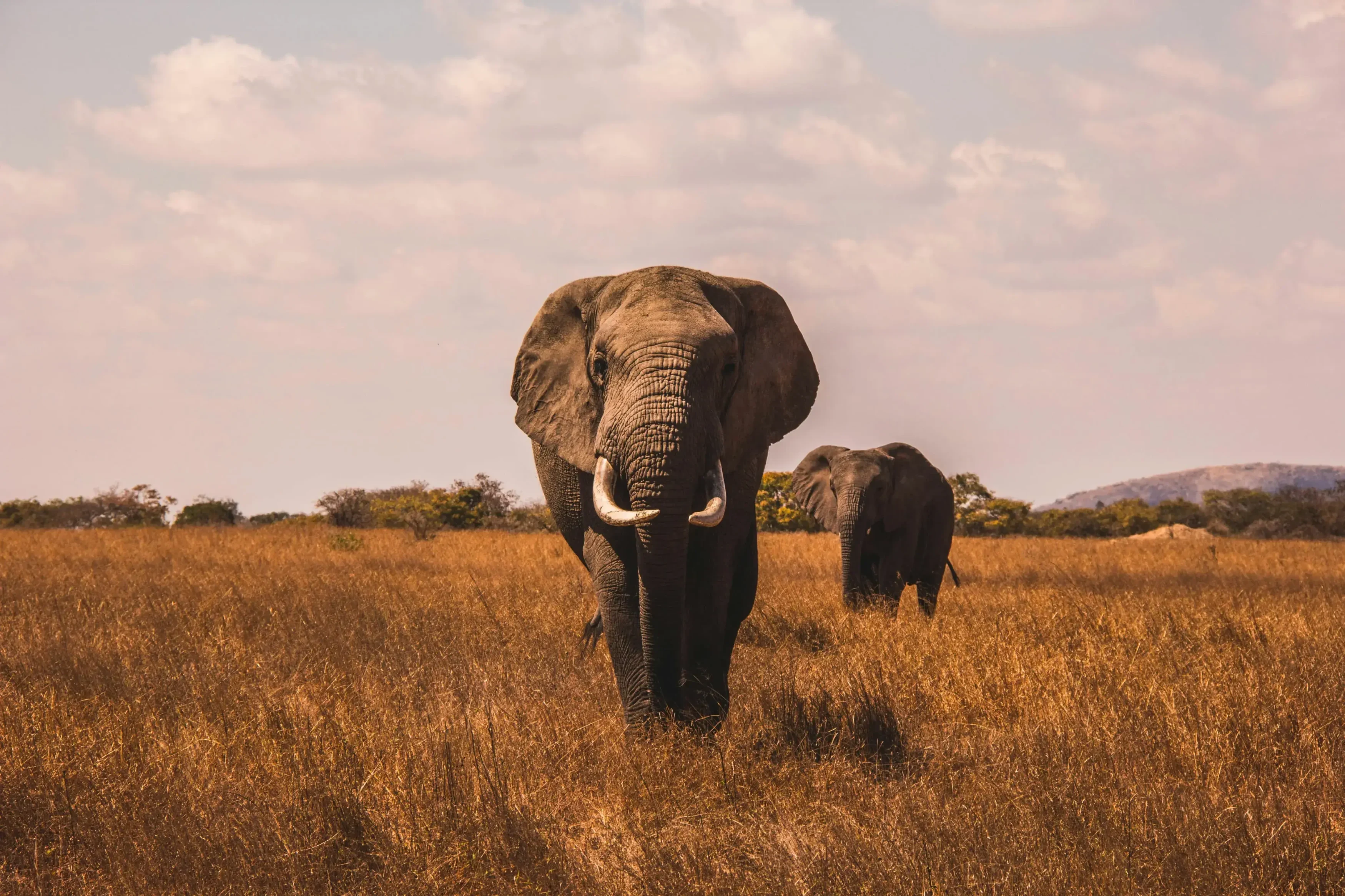 safari.webp