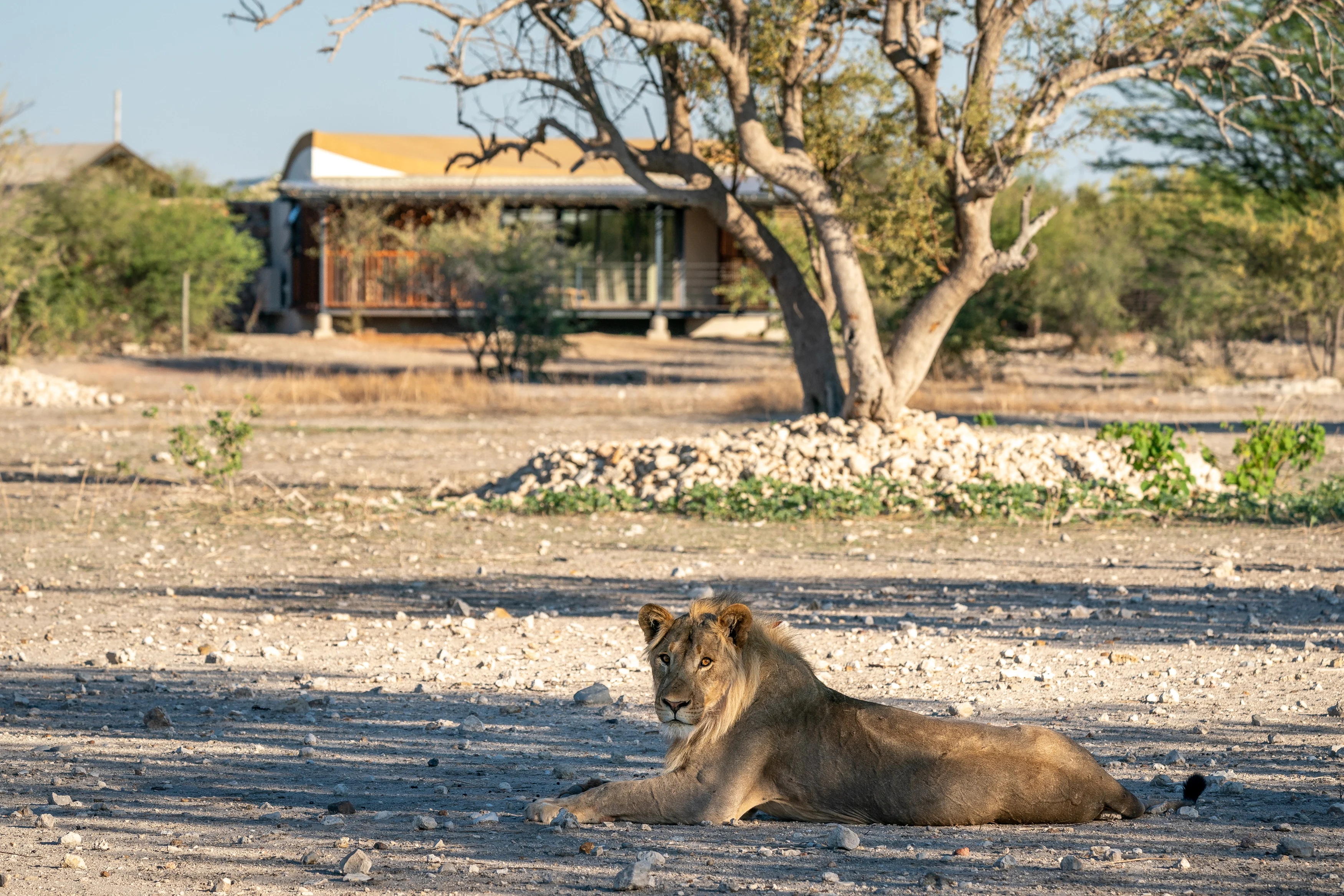 NA-Anderssons at Ongava-lion in camp.webp