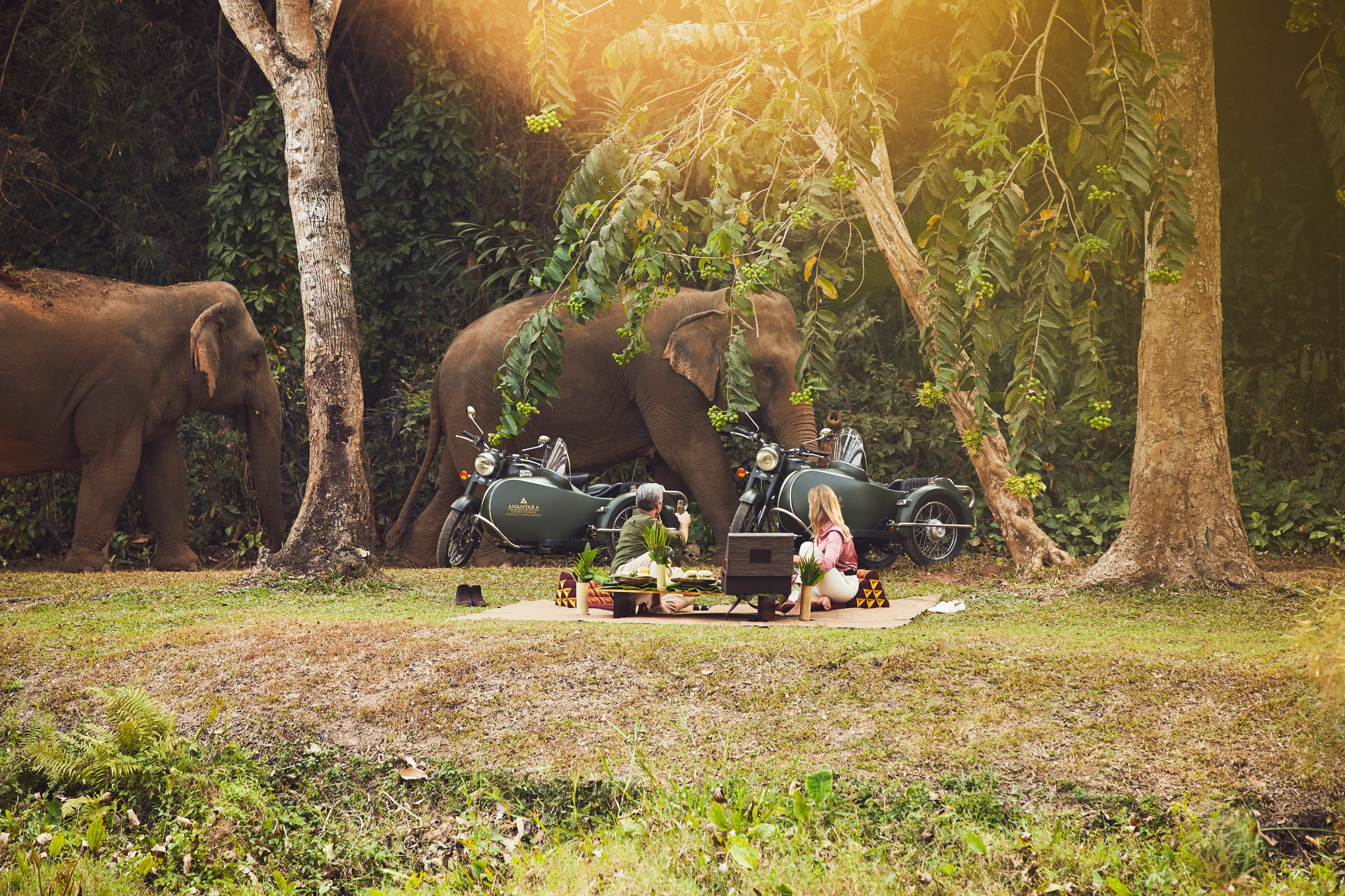 TH - Anantara Golden Triangle - Elephants (4).webp