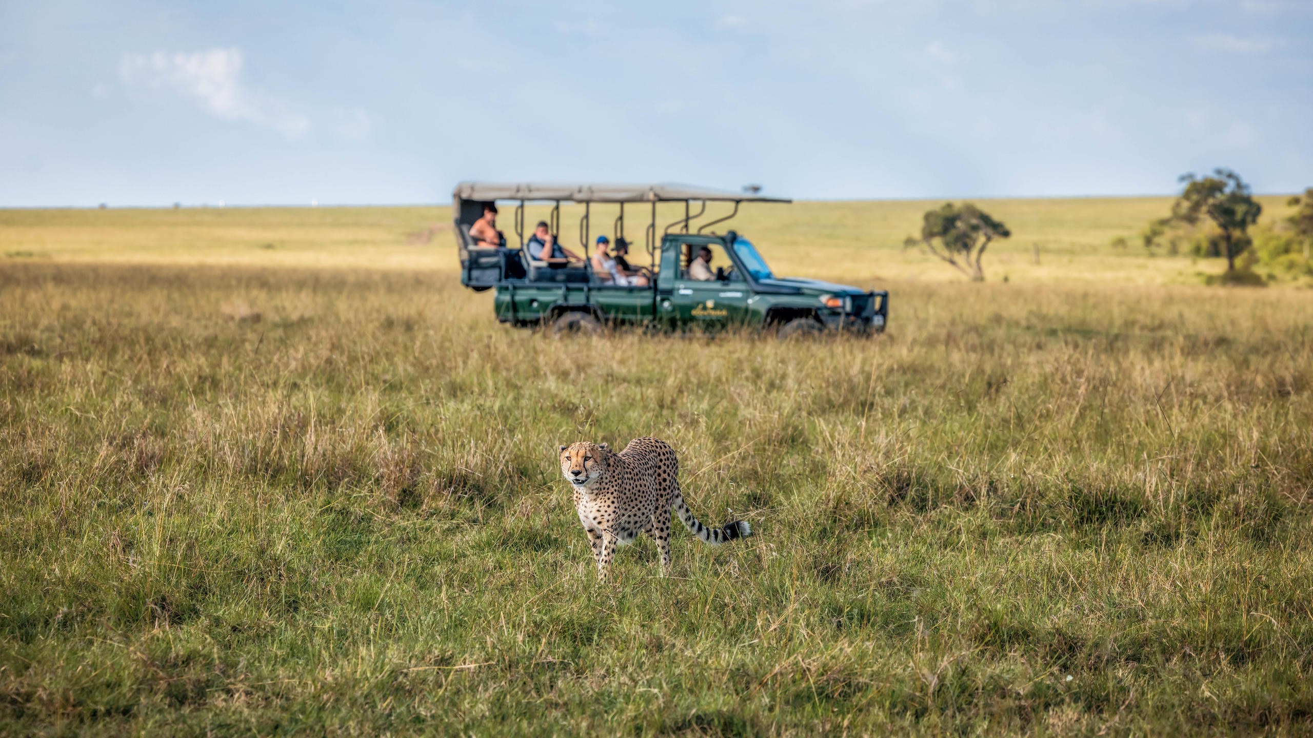 KE-Elephant Pepper Camp-game drive cheeta.jpg