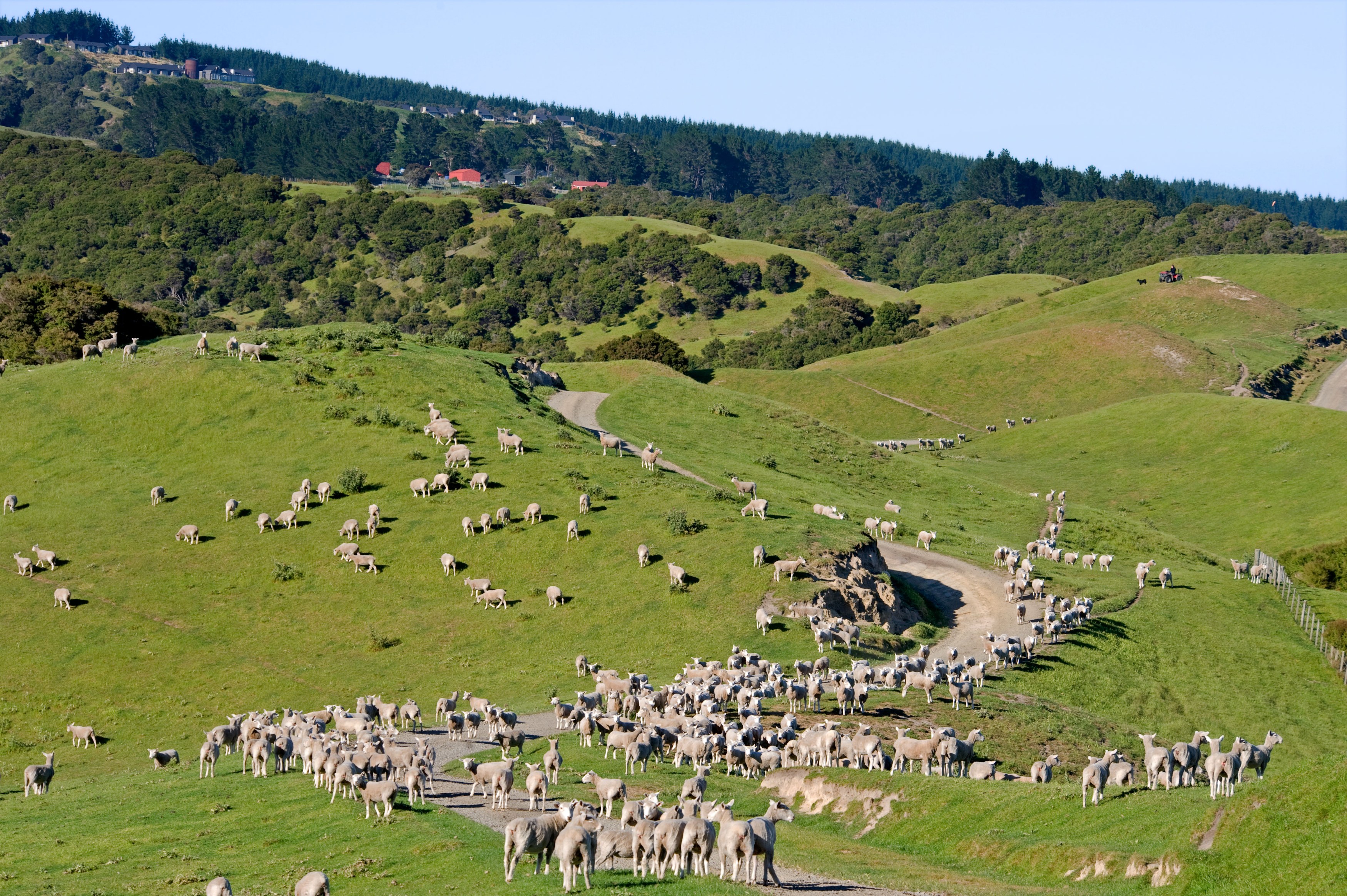 NZ - The Farm at Cape Kidnappers - Farm and property.jpg