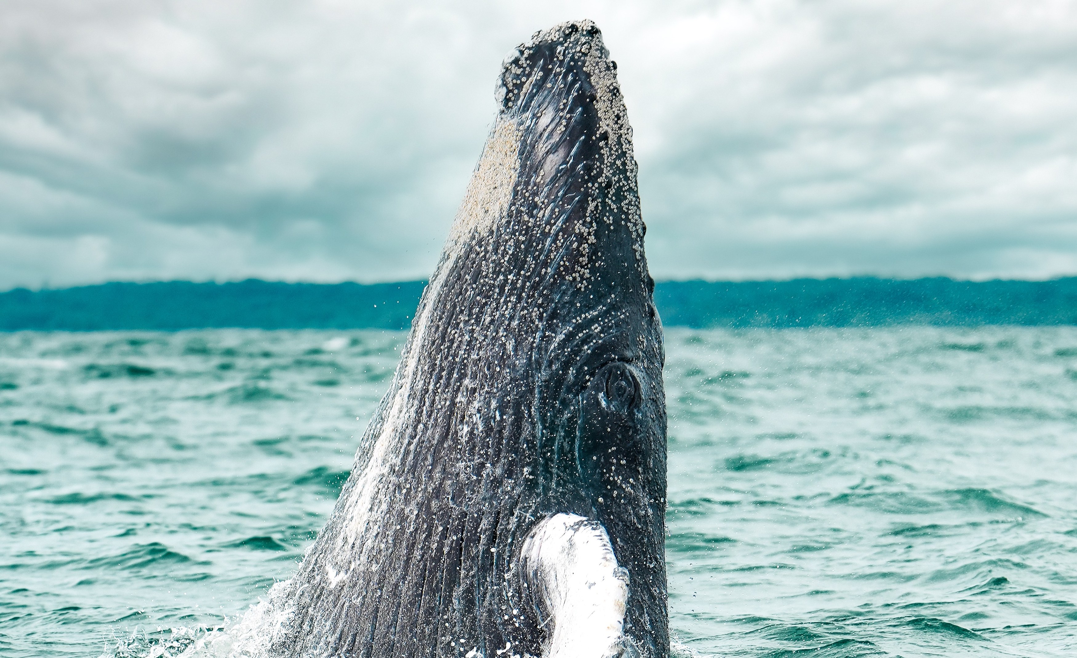 CO-excursie-Humpback-Whale-Watching-beleven (1).jpg
