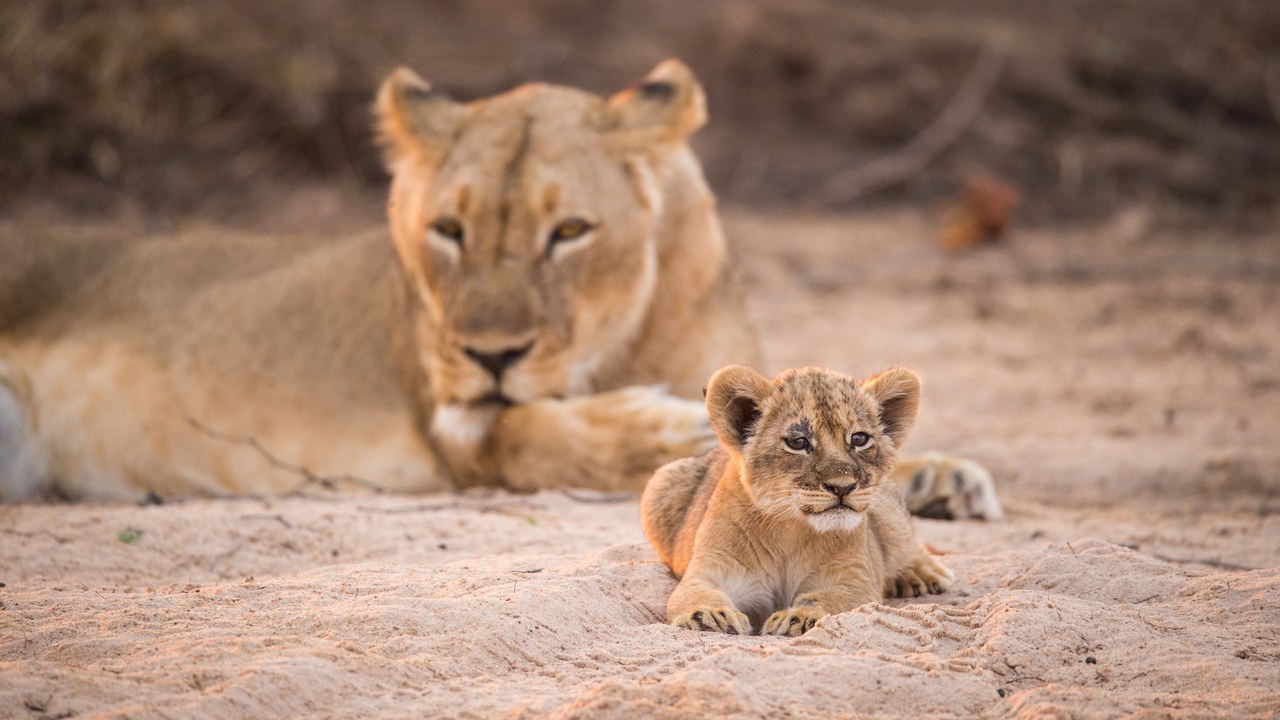 ZW-Chikwenya-lions.jpg