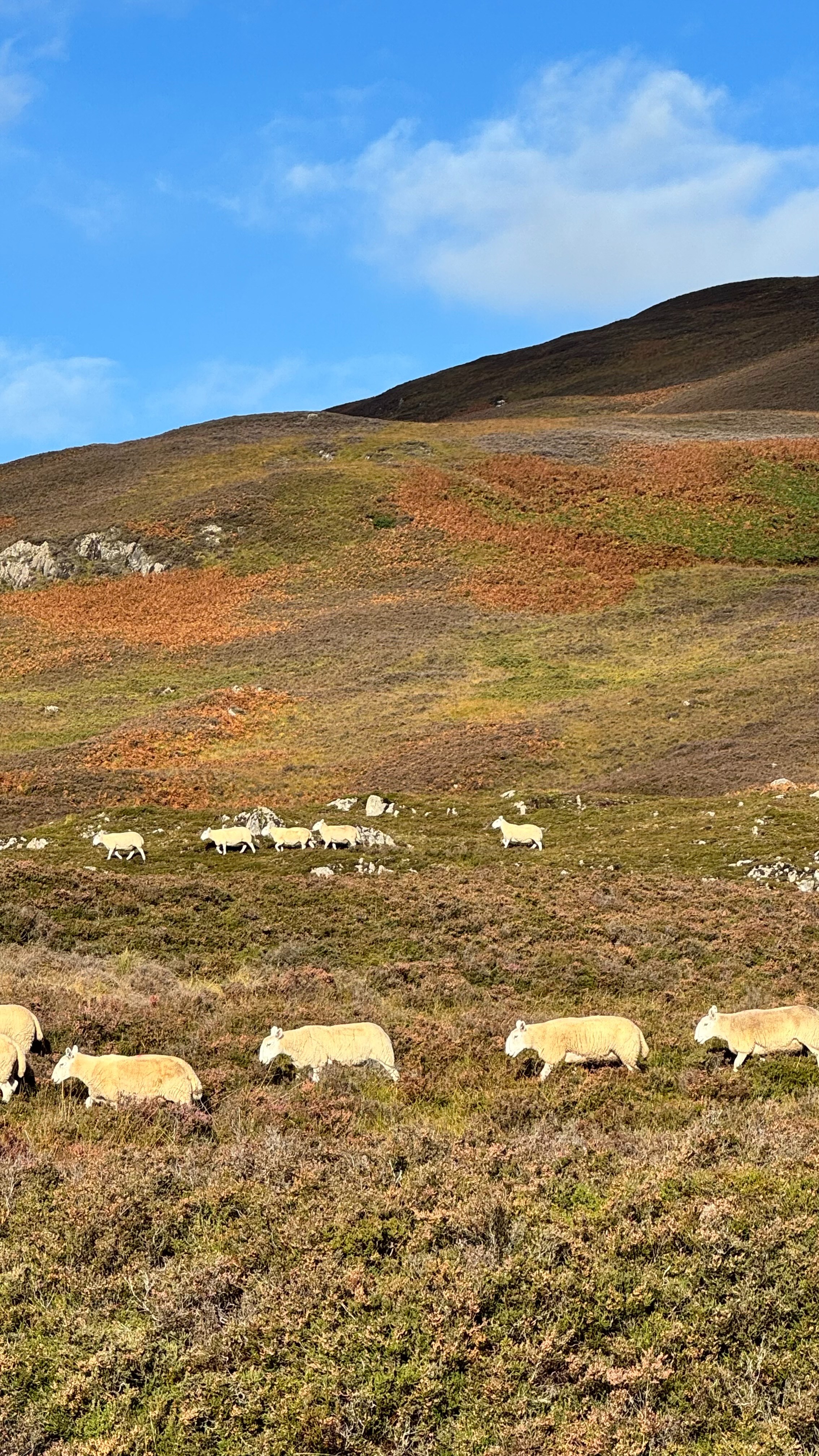 GB schapen hoeden onderweg naar Alladale dag 6 (1).jpg