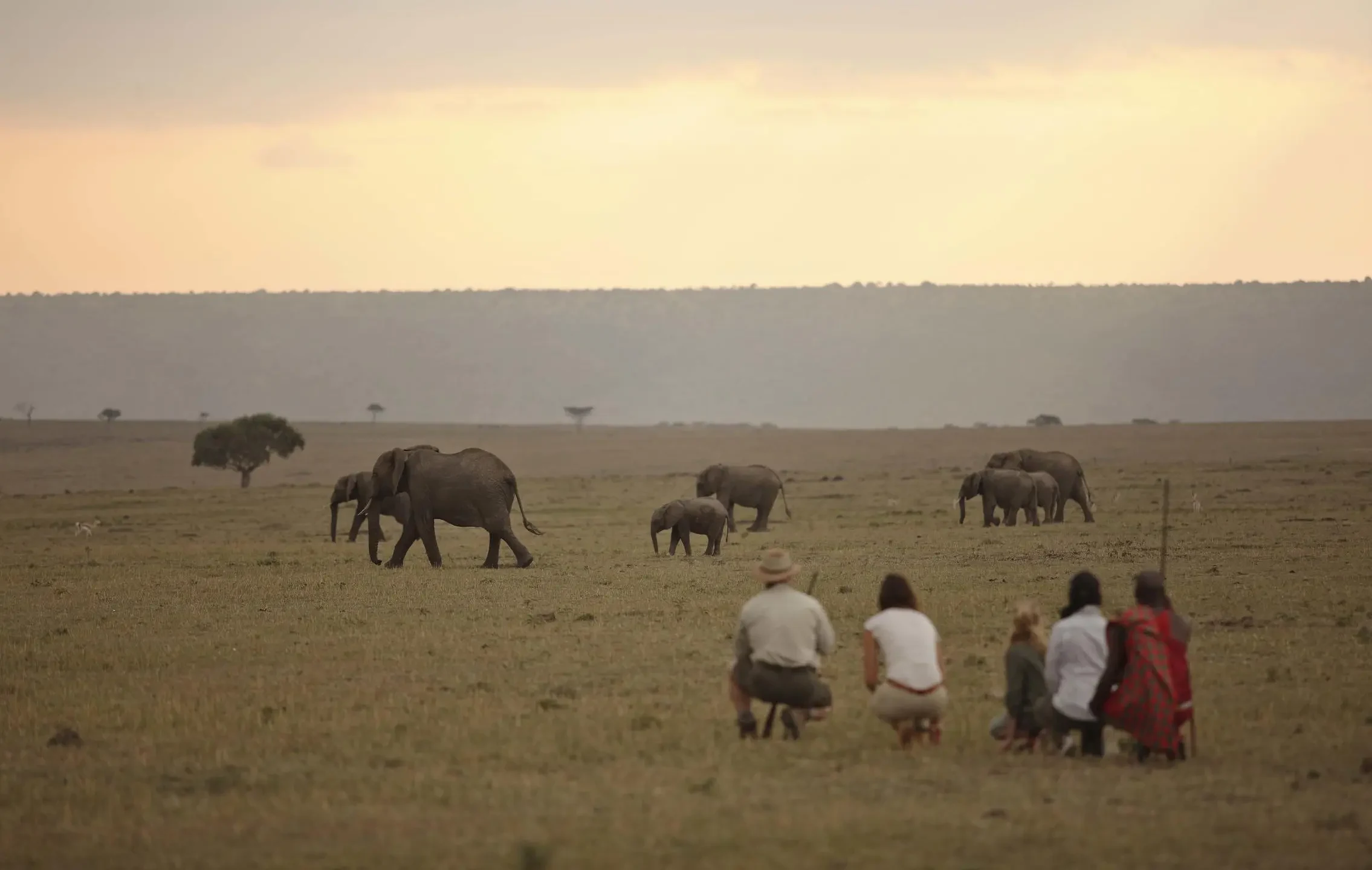 KE-Elephant Pepper Camp-bush_walk.webp