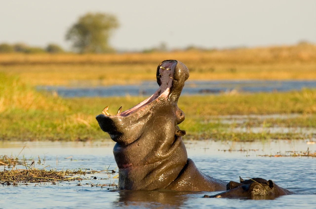 ZM-Busanga Bush Camp-Hippo.webp