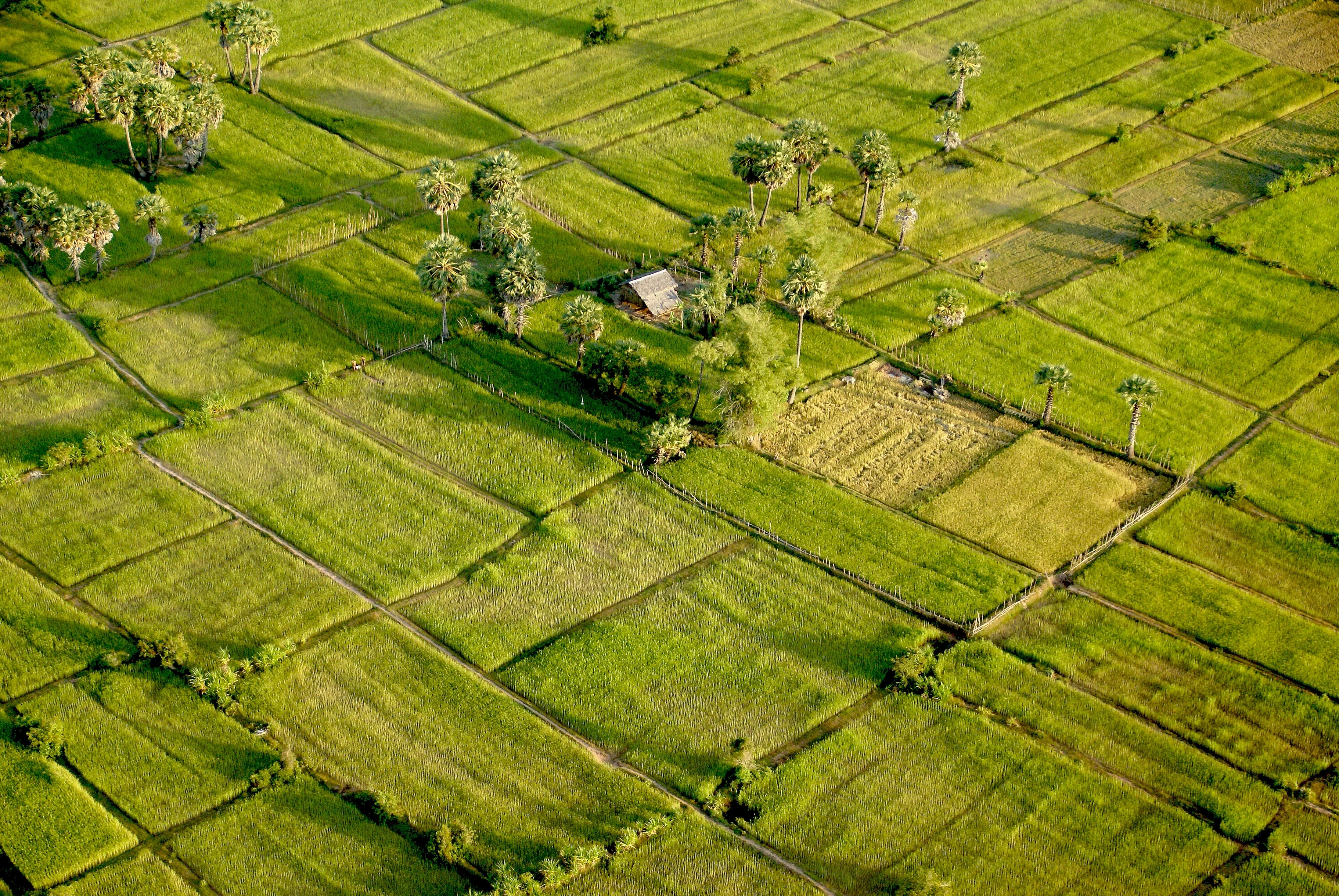 KH - Algemeen - Landscape, rice fields.webp