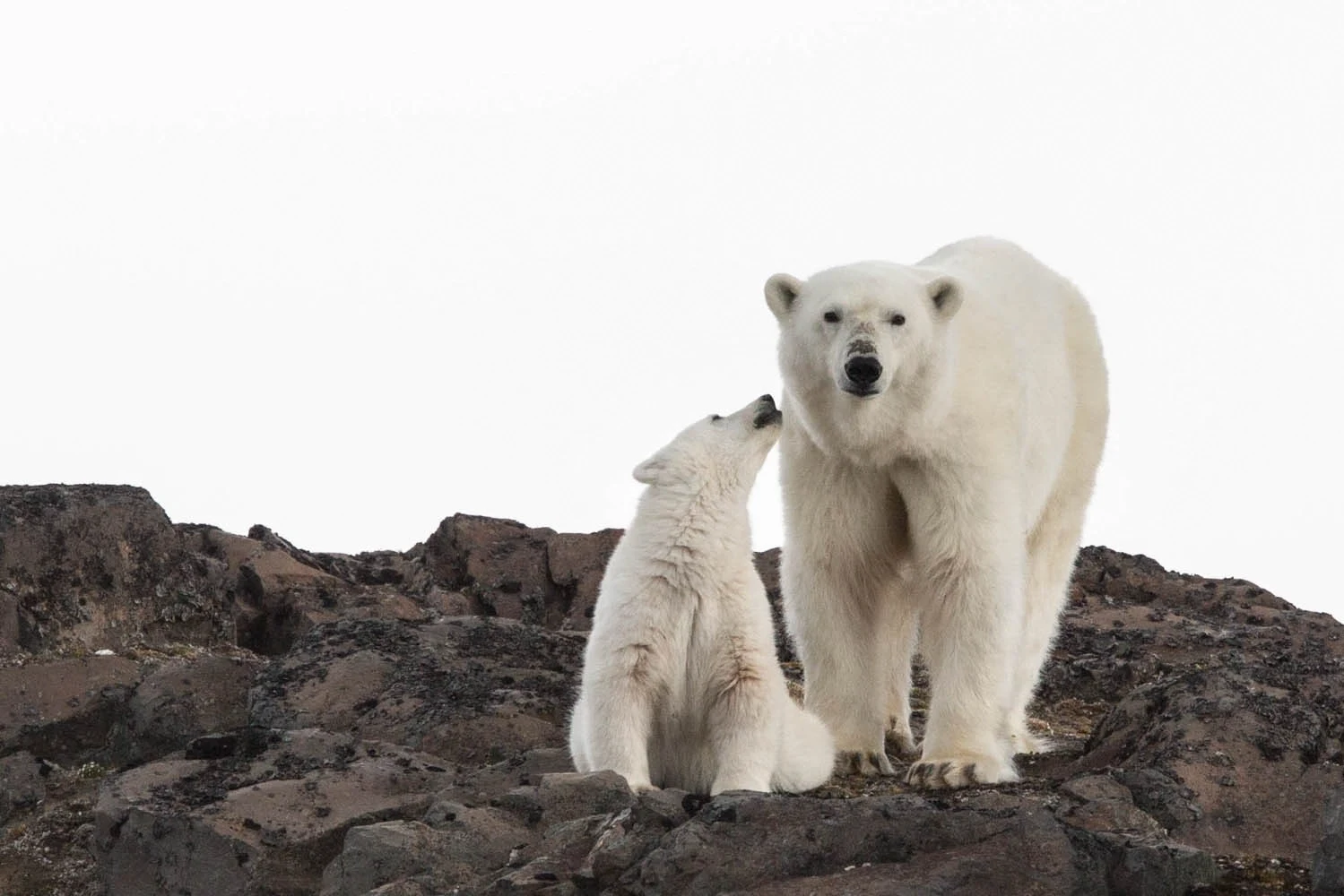 NO- Quark expeditions.Polar Bear and cub Franz Josef Land.webp