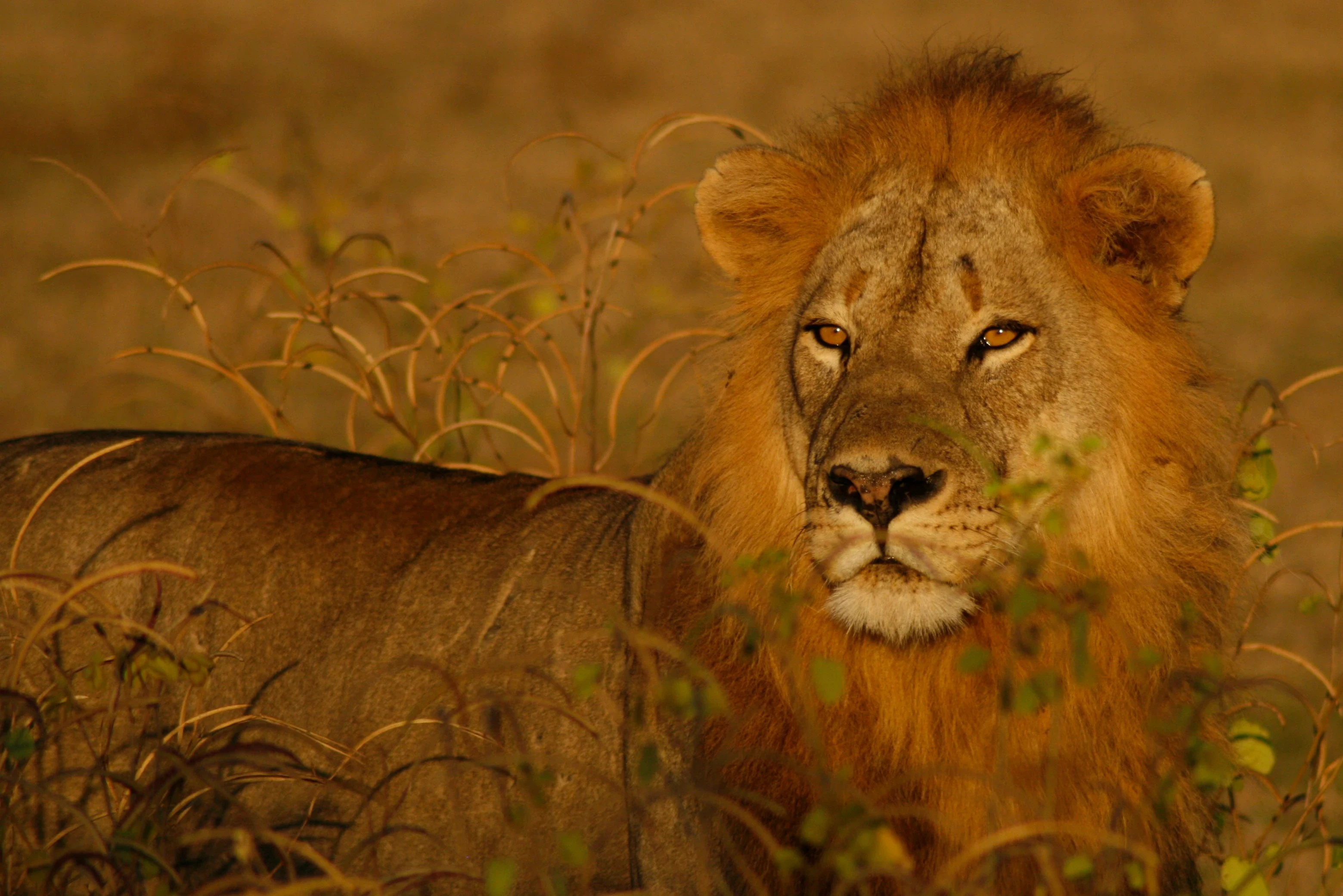 ZM-South Luangwa-lion3.webp