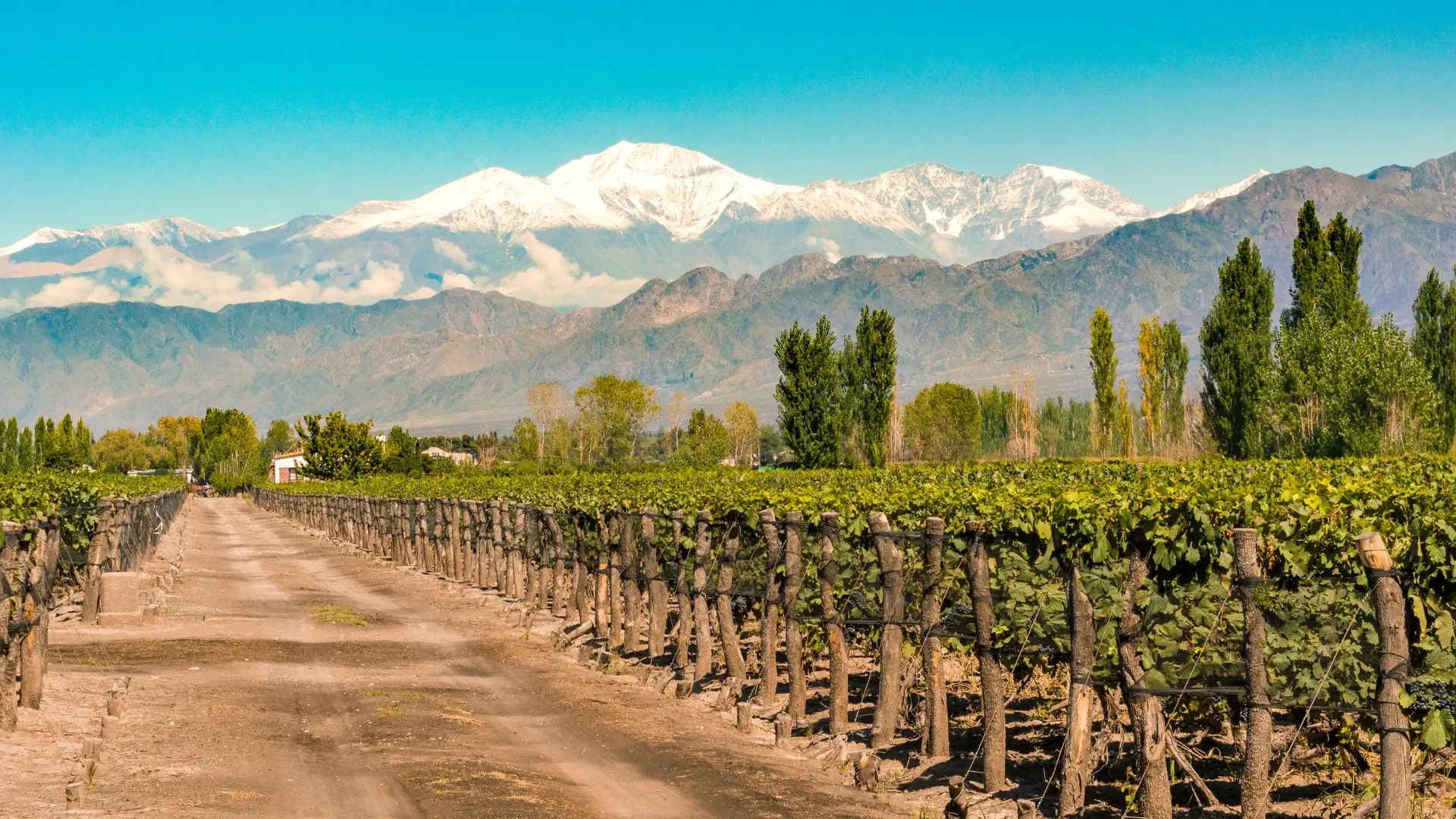 AR-Mendoza-winery.webp