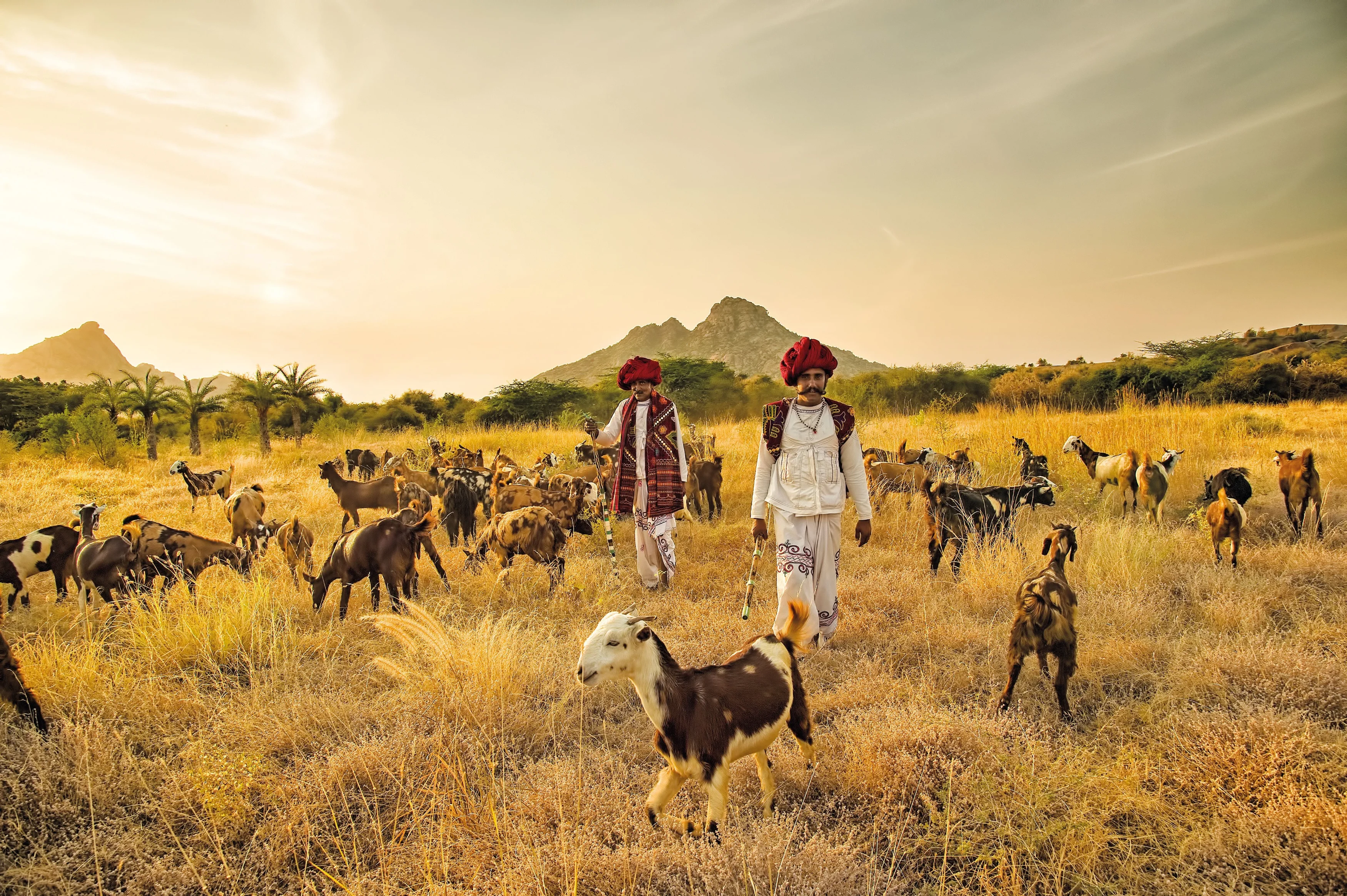 IN - Sujan Jawai - algemeen - Jawai.webp