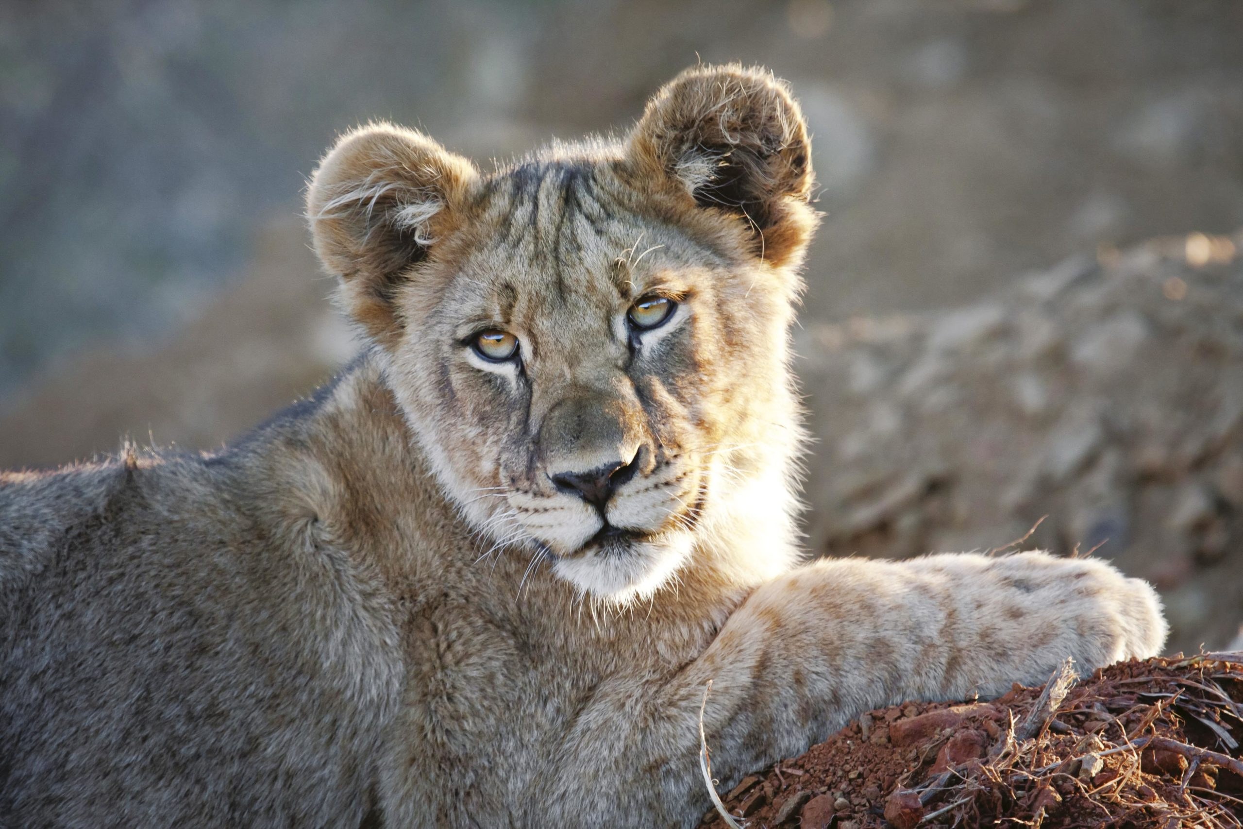 ZA - Tuningi Safari Lodge - Lion cub at Tuningi.jpg