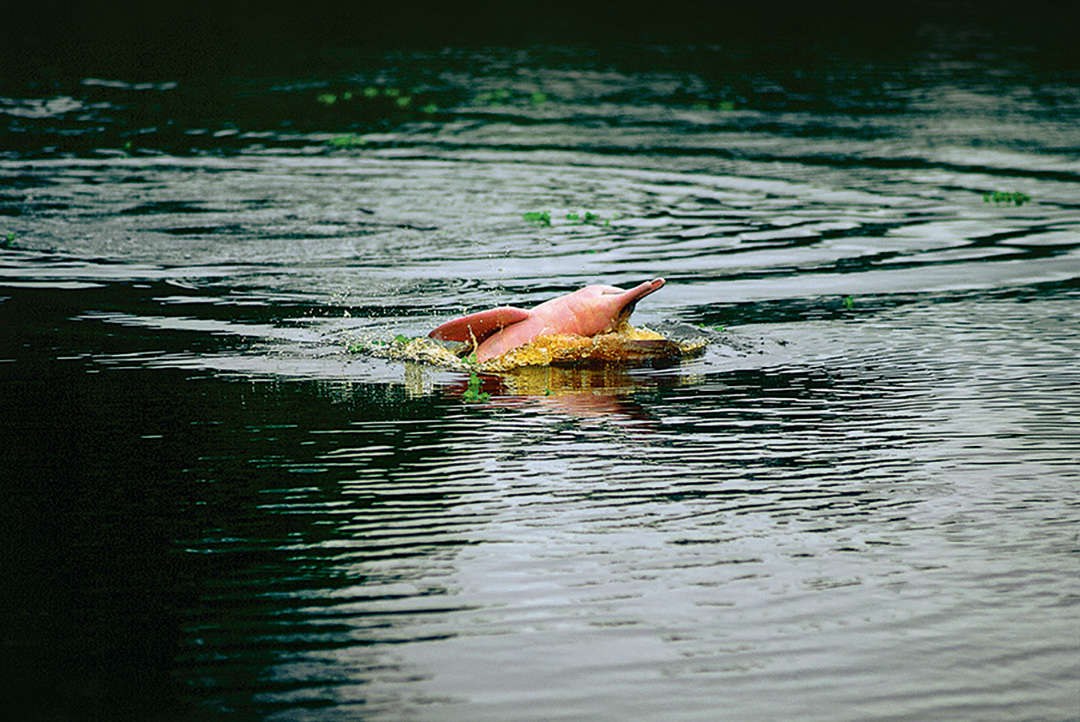 PE-Excursie-AquaNera-Fauna-PinkDolphin-Dag1-compressed.jpg