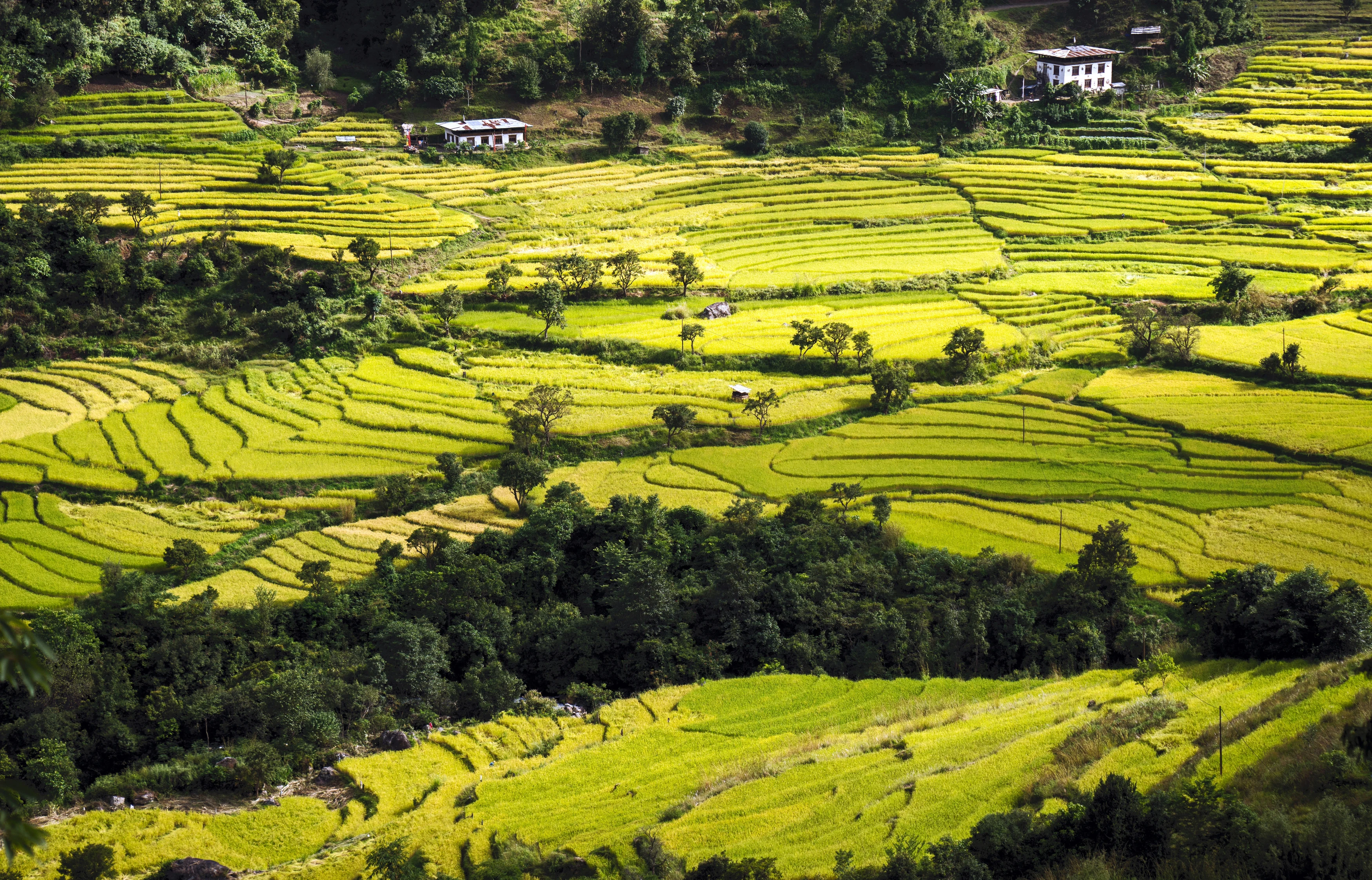 BT - Six Senses Punakha - valley (3).webp