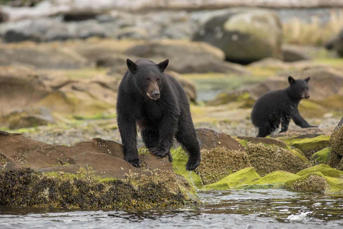 CA-Bears.webp