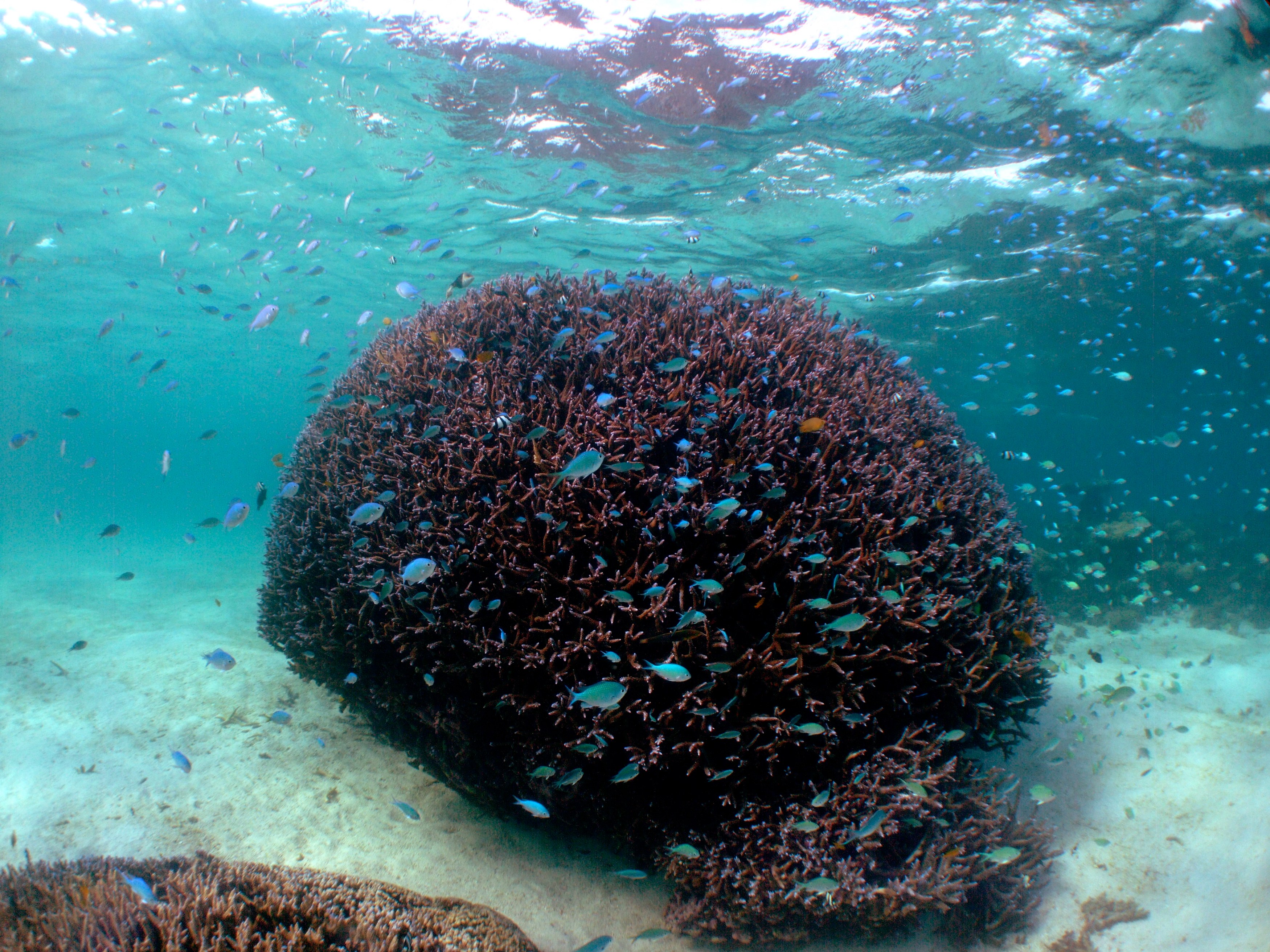 AU - Cape Range National Park - Ningaloo reef.JPG