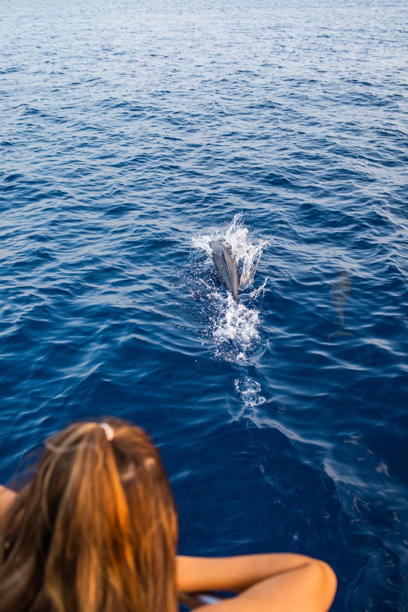 MV-Soneva-Dolphin.jpg