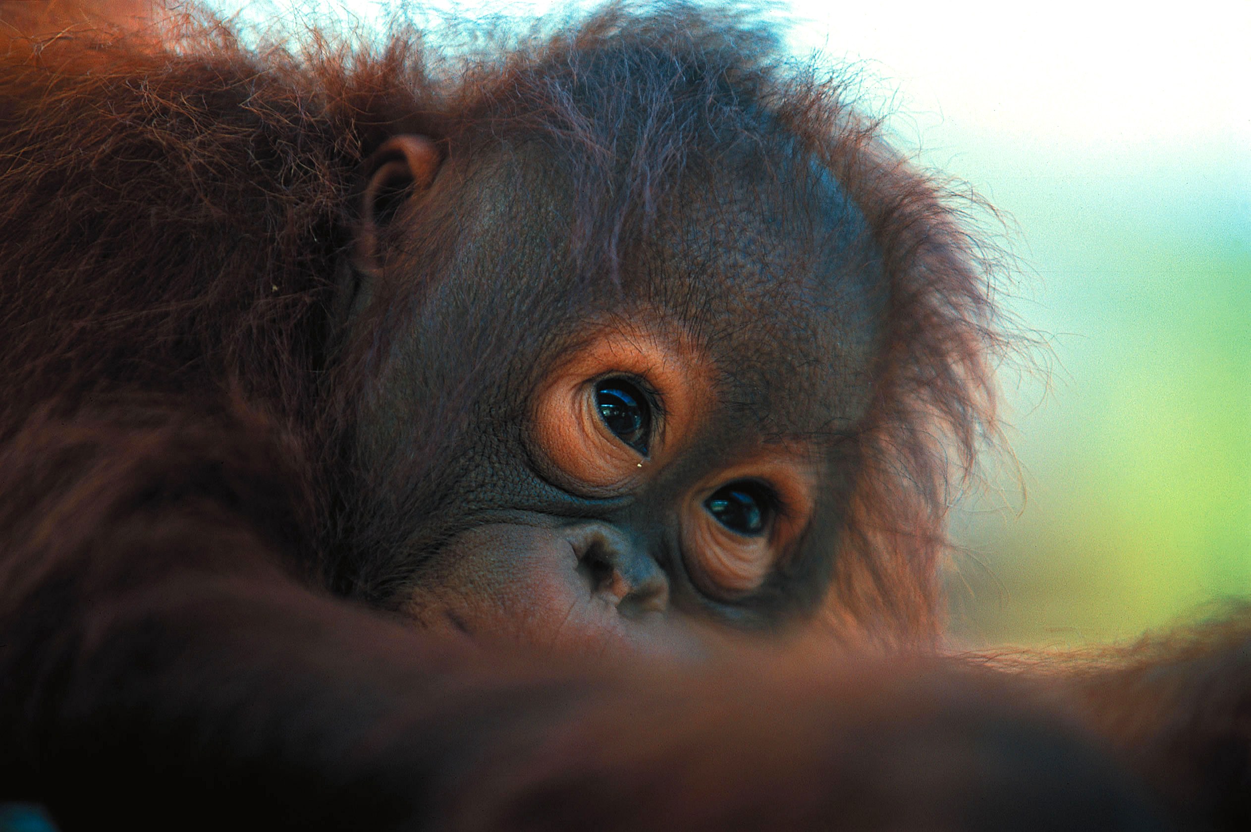 MY - Algemeen - Diethelm Orang Utan (1).jpg