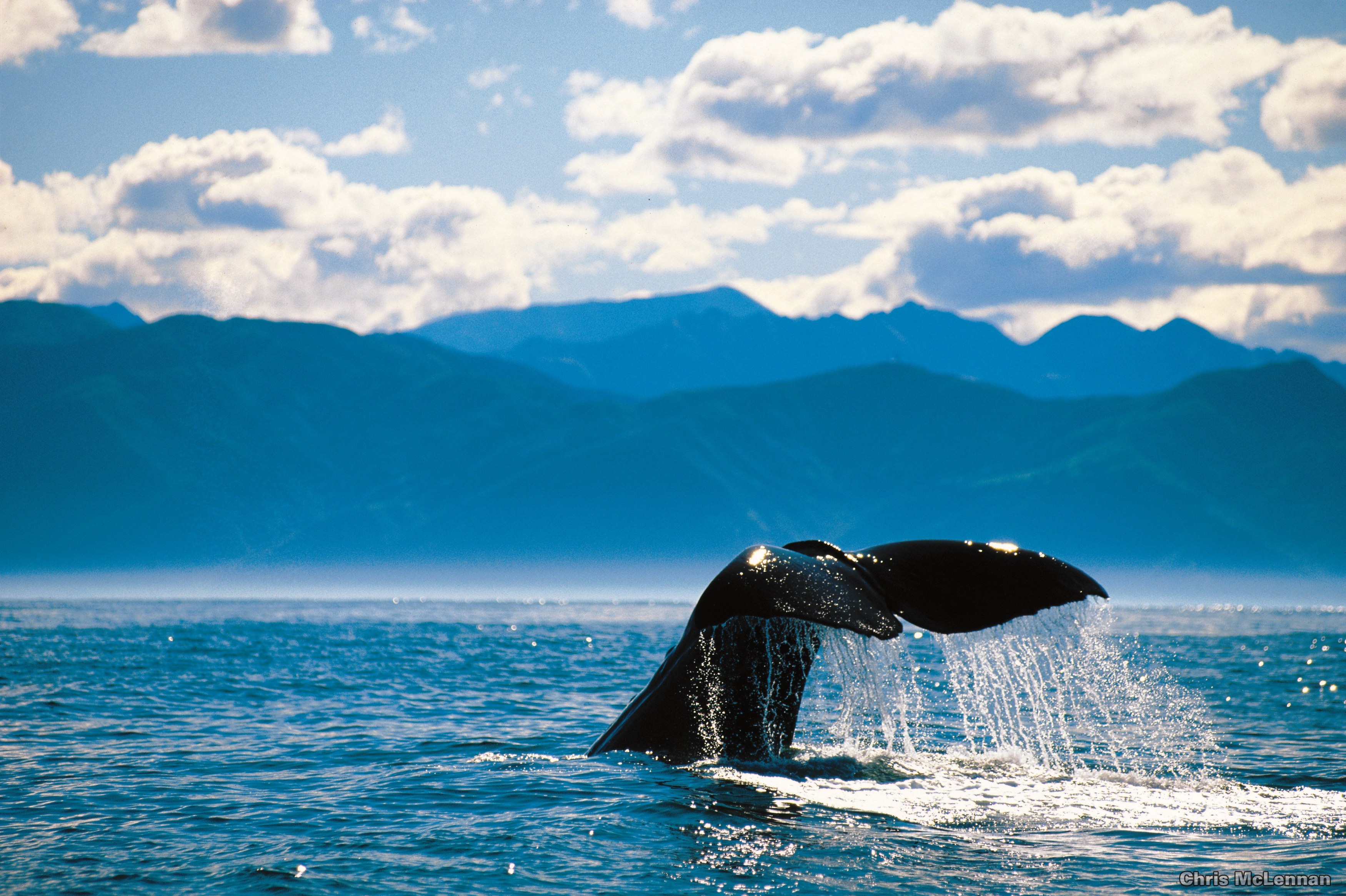 NZ - Kaikoura - Whale.jpg