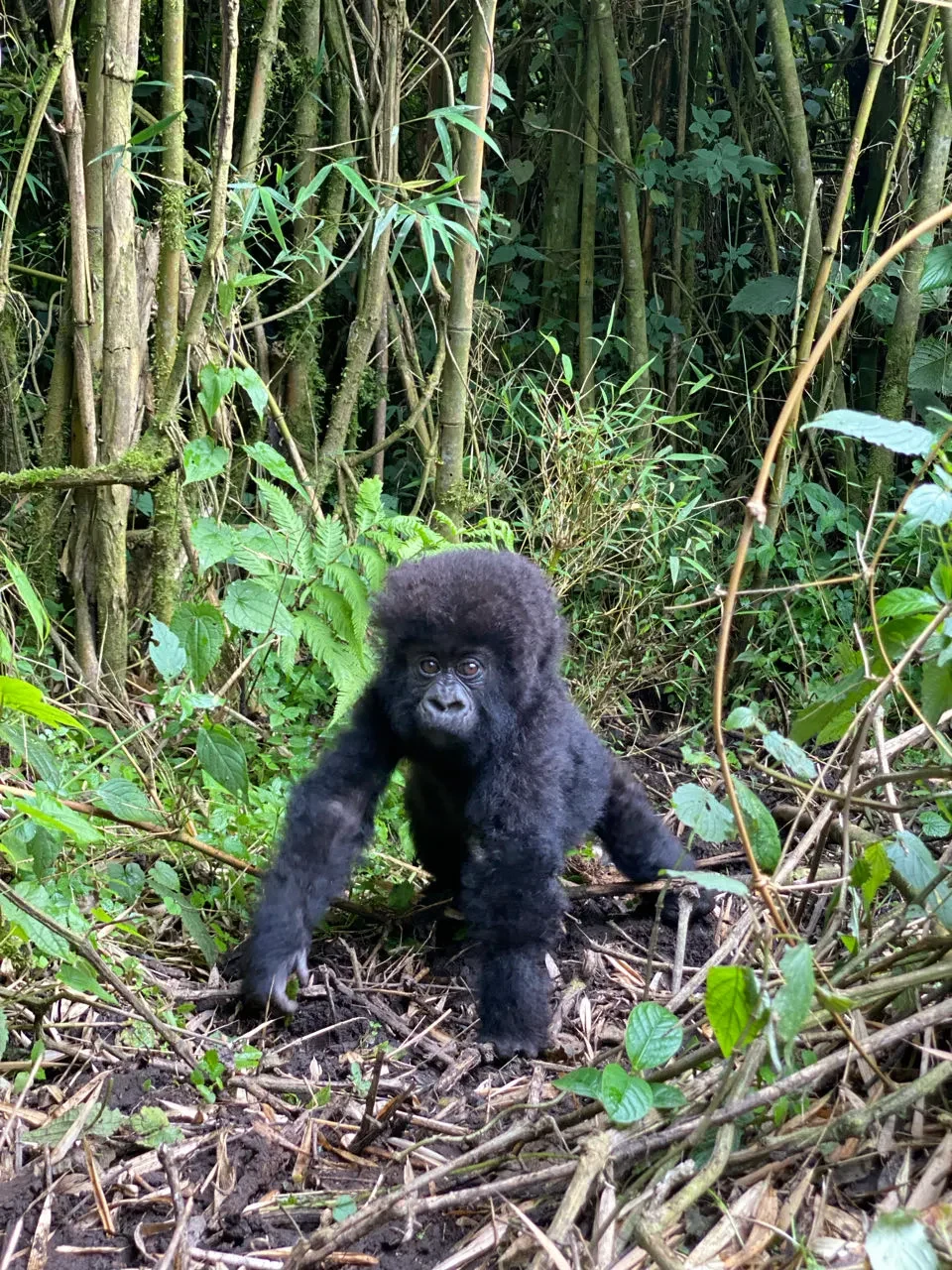 RW-Gorilla-baby.webp