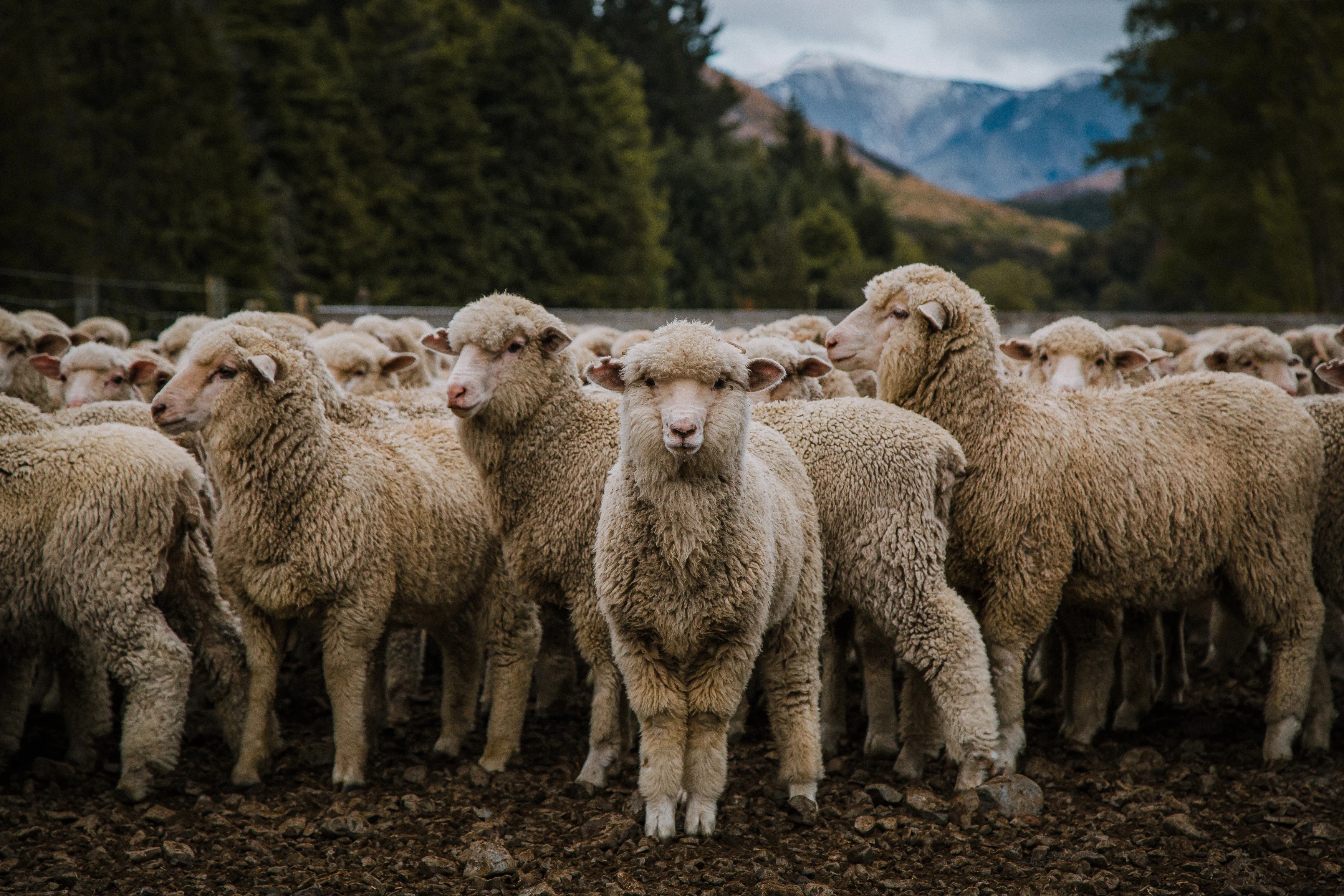 NZ - Flockhill Farm Tour - sheep.webp