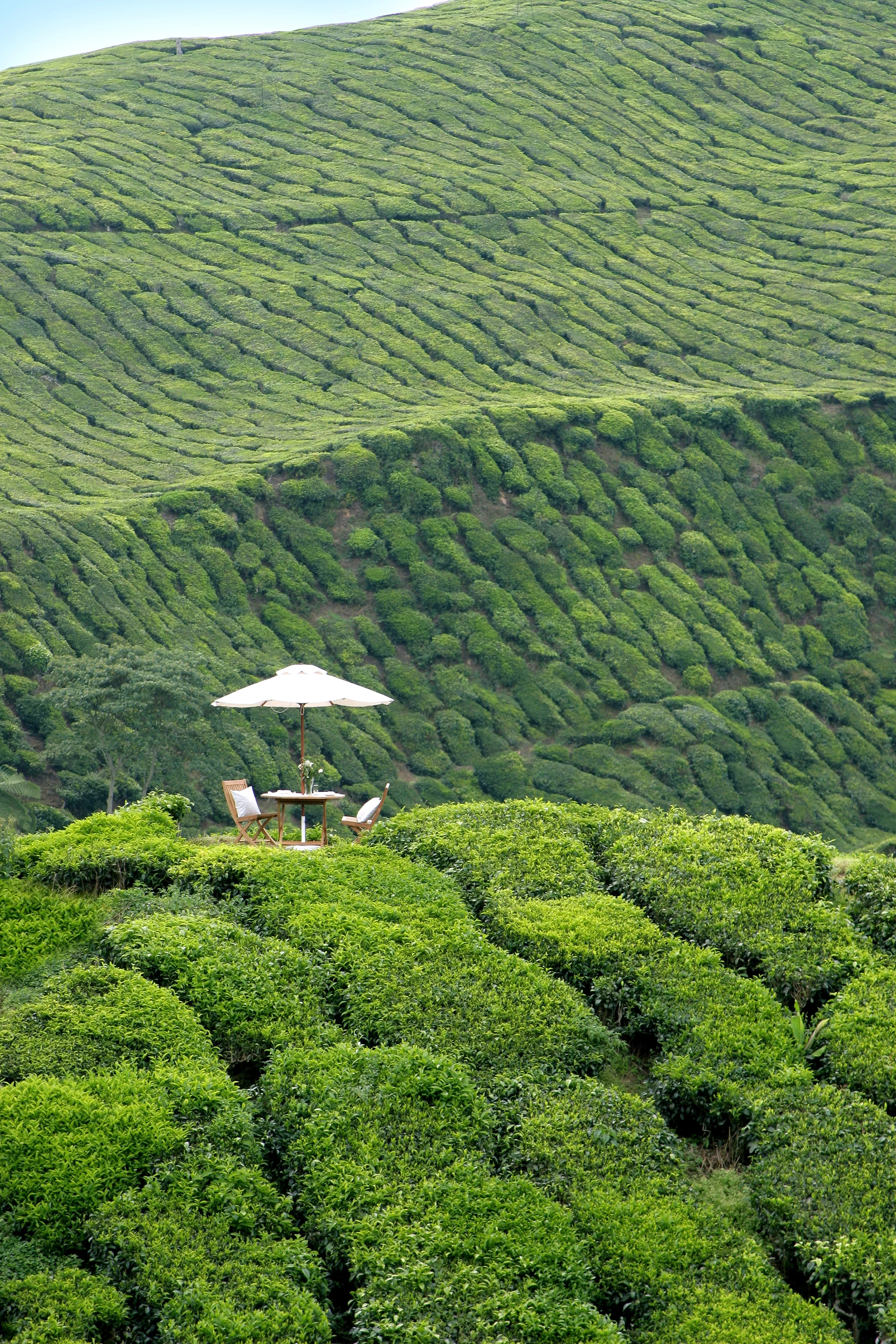 MY - Cameron Highlands - Signature Picnic Experience.webp