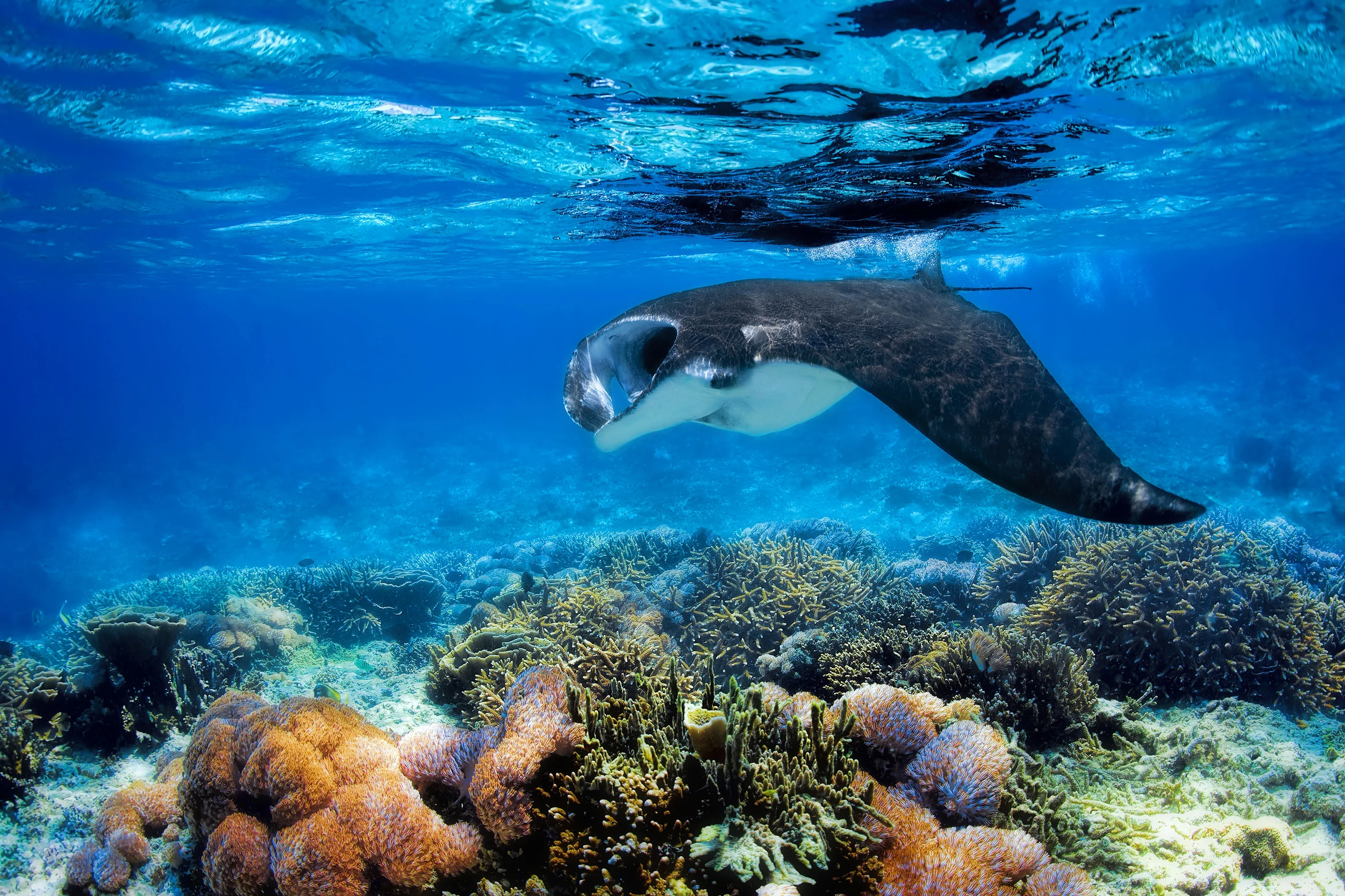 FJ-Algemeen beeld-ray in the sea animal (1).webp